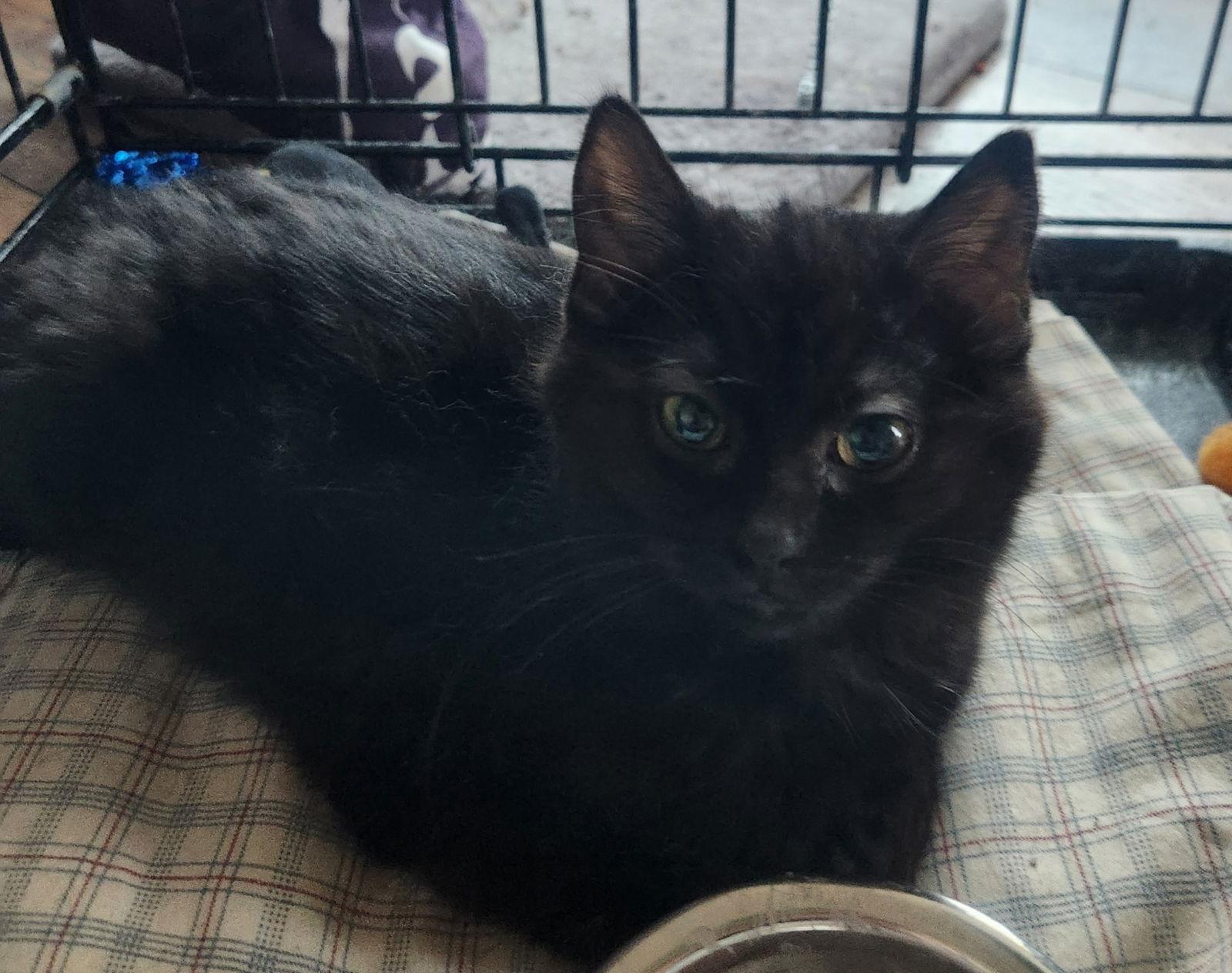 Enlarge Nova, a Adoptable Domestic Medium Hair in hinckley, IL image 1/3