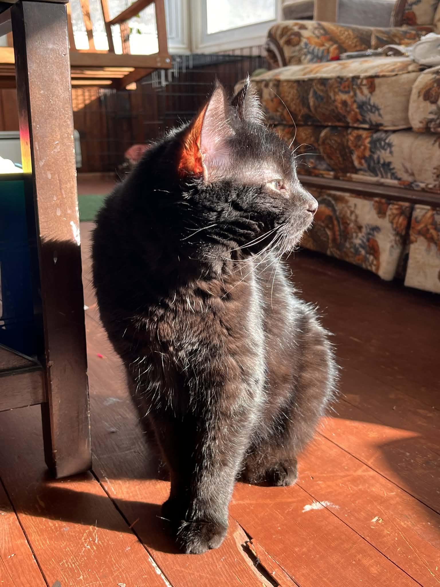 Nova, Adoptable, Young Female Domestic Medium Hair.