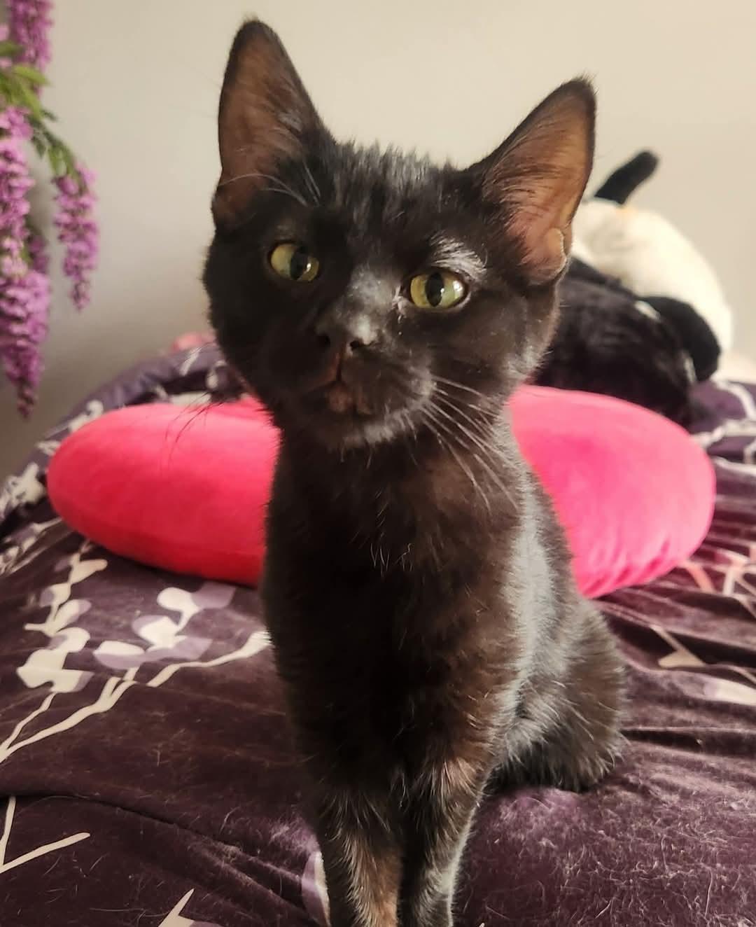 Enlarge Nova, a Adoptable Domestic Medium Hair in hinckley, IL image 2/3