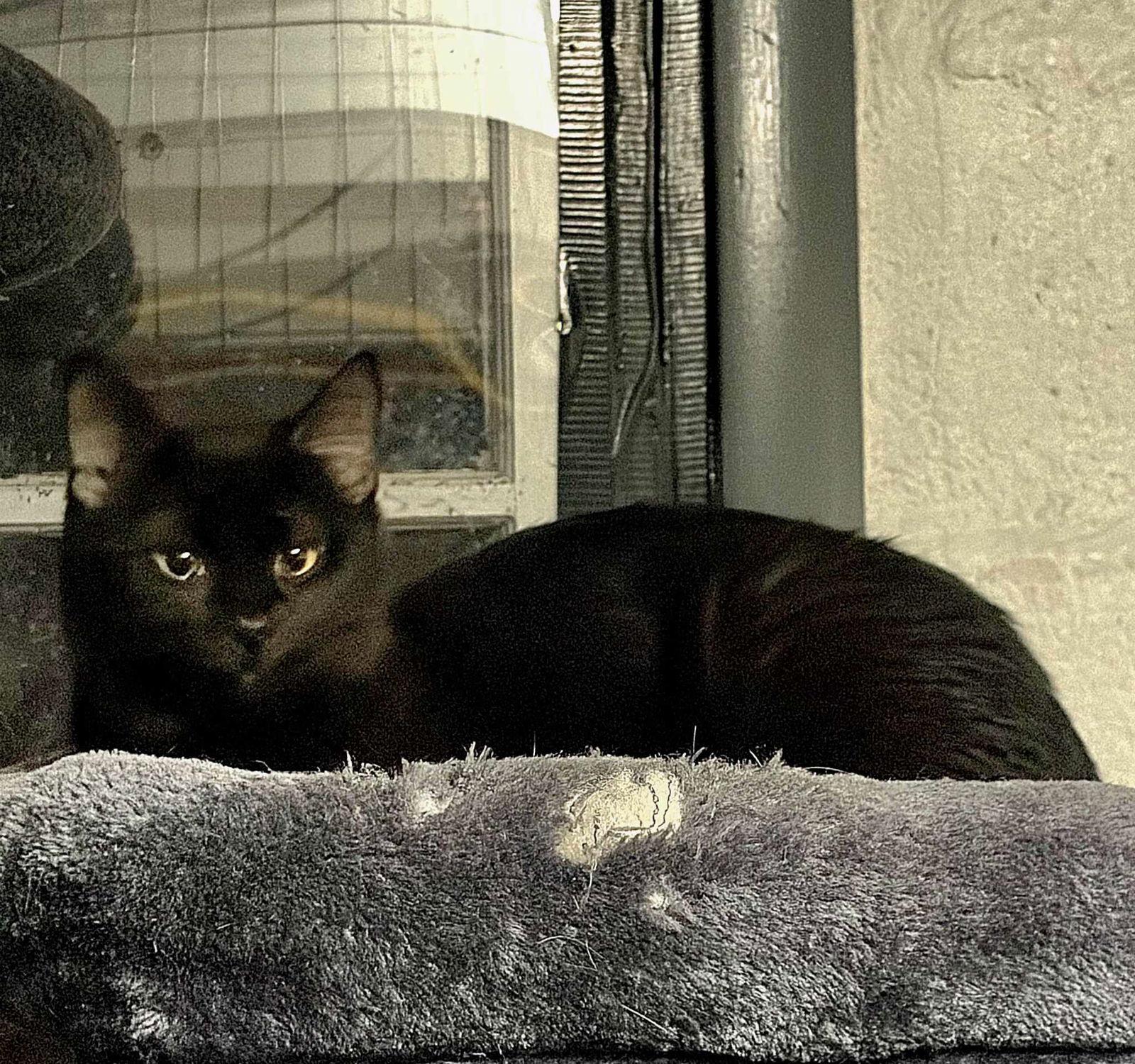 Enlarge Nova, a Adoptable Domestic Medium Hair in hinckley, IL image 3/3