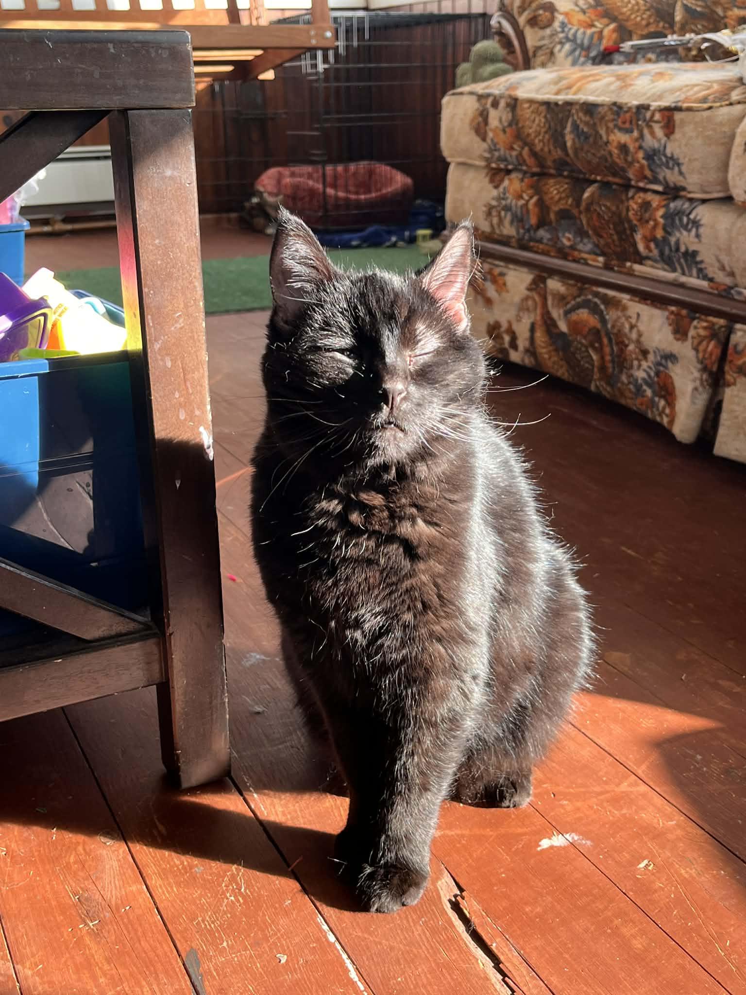 Enlarge Nova, a Adoptable Domestic Medium Hair in hinckley, IL image 3/3