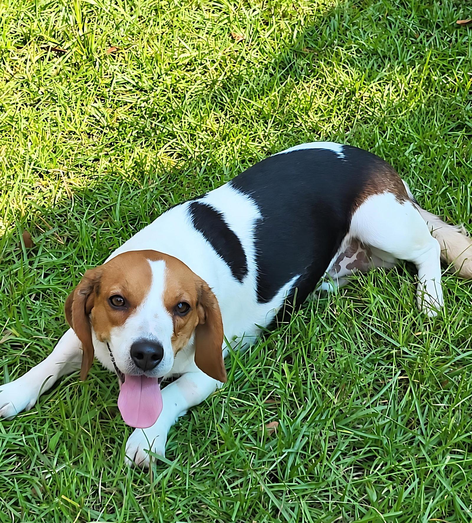 Enlarge Jackie, a Adoptable Beagle in Dunnellon, FL image 2/3