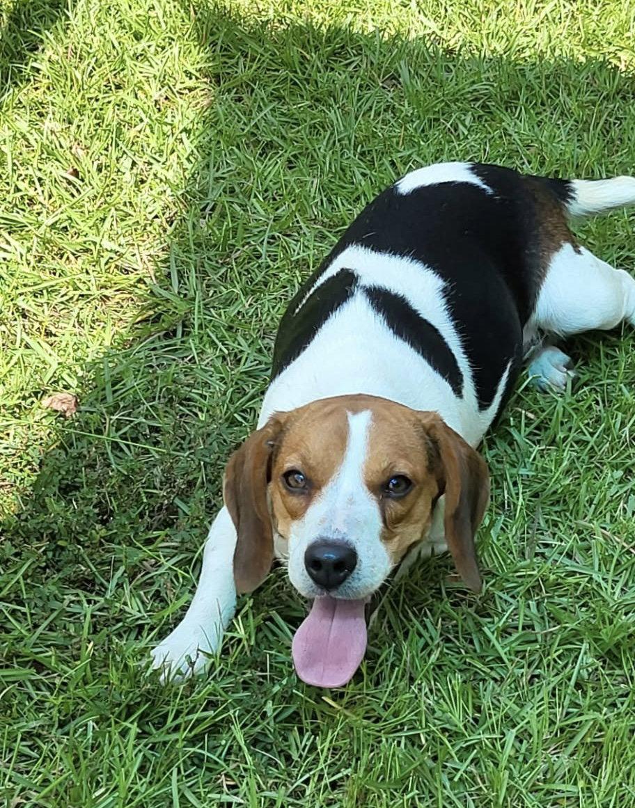 Enlarge Jackie, a Adoptable Beagle in Dunnellon, FL image 3/3