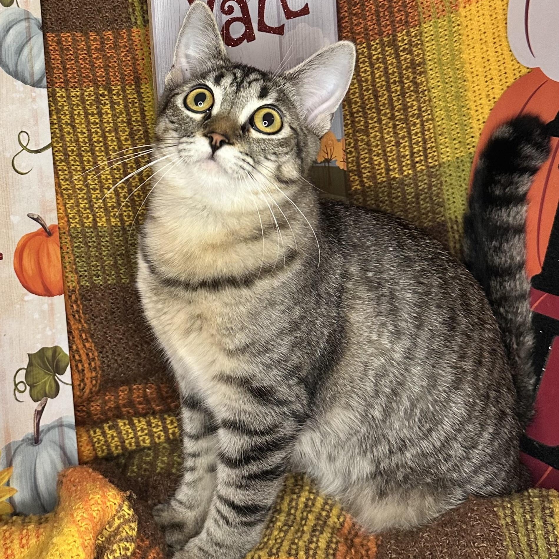 Isabella