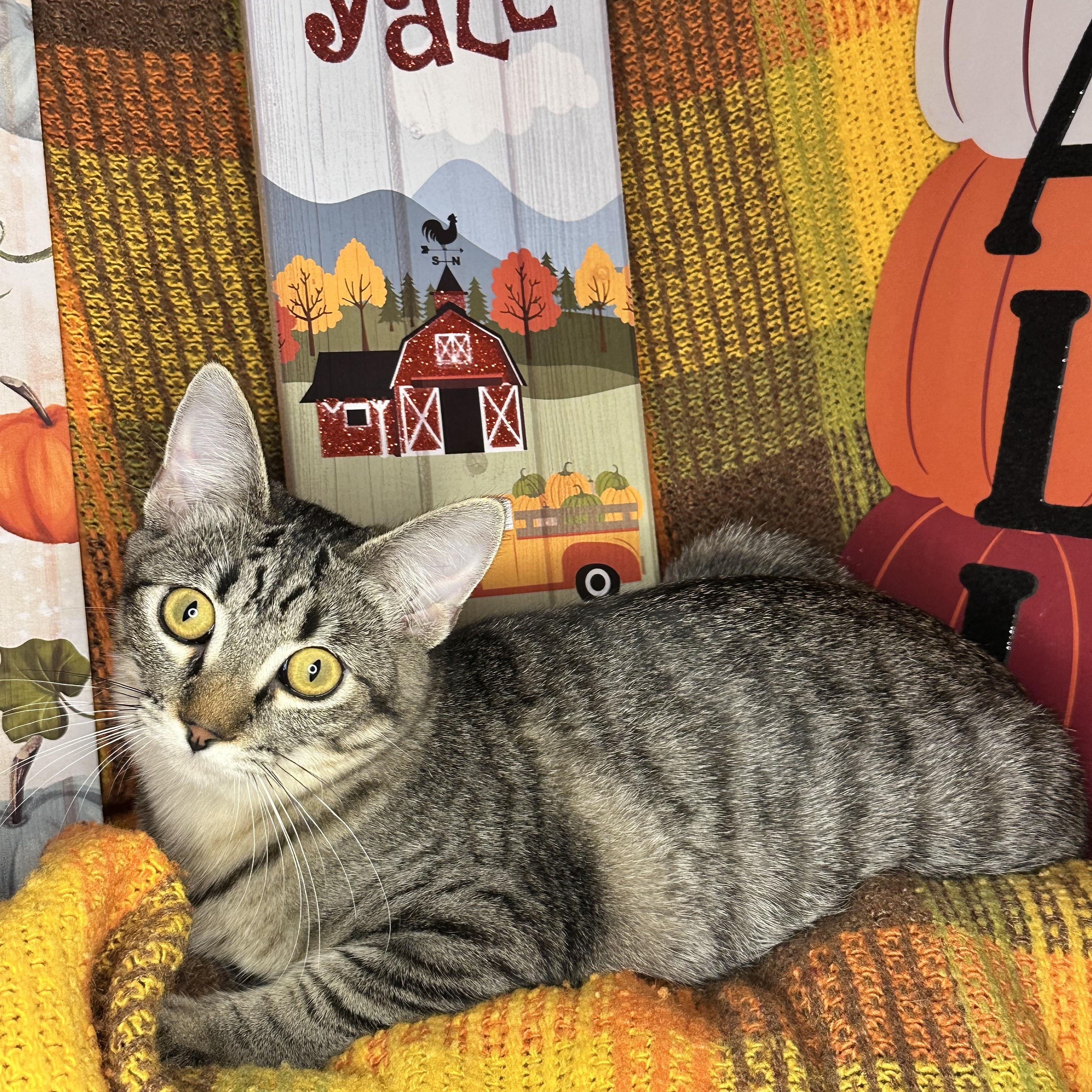 Isabella thumbnail 5