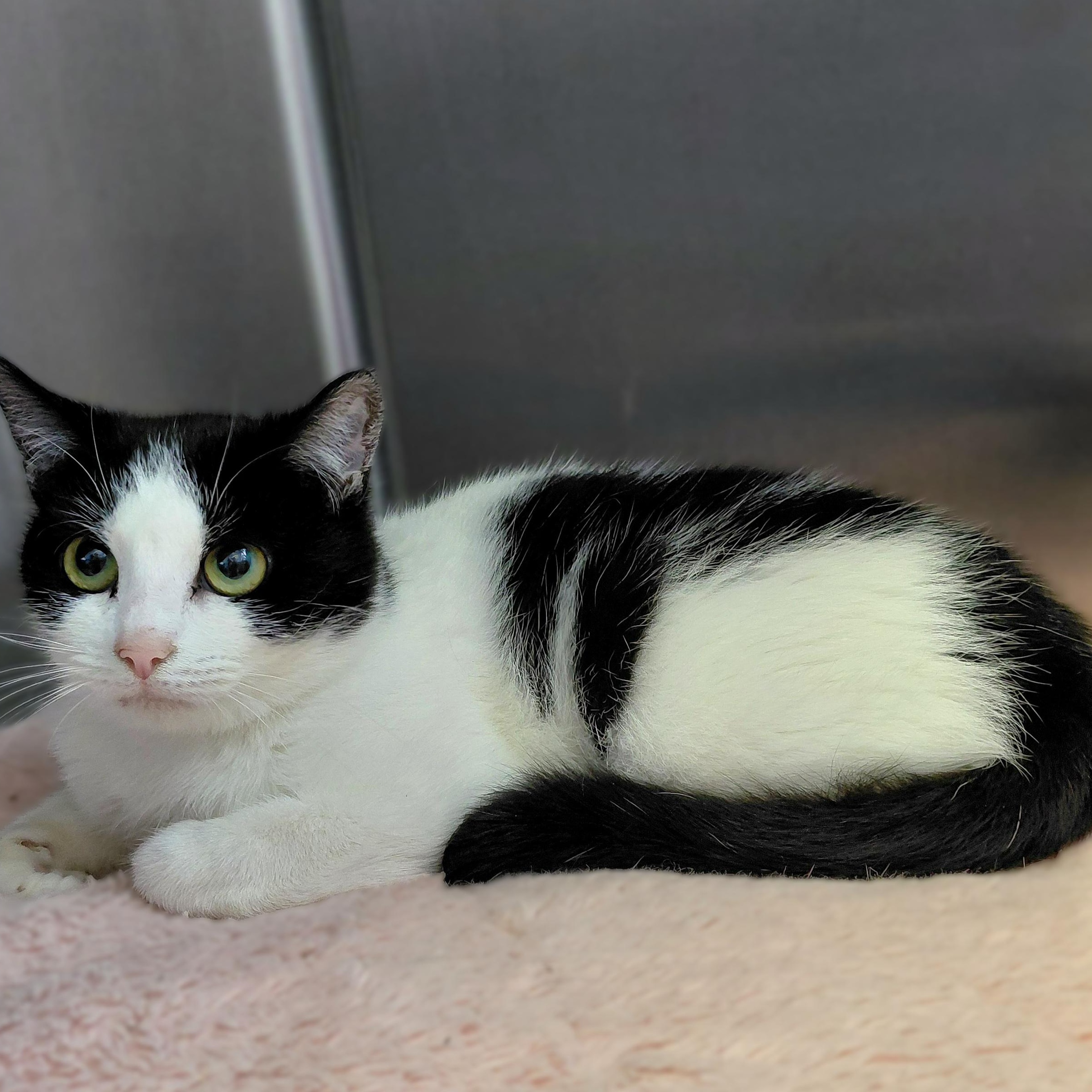 Bella, adopted, Young Female Domestic Short Hair.