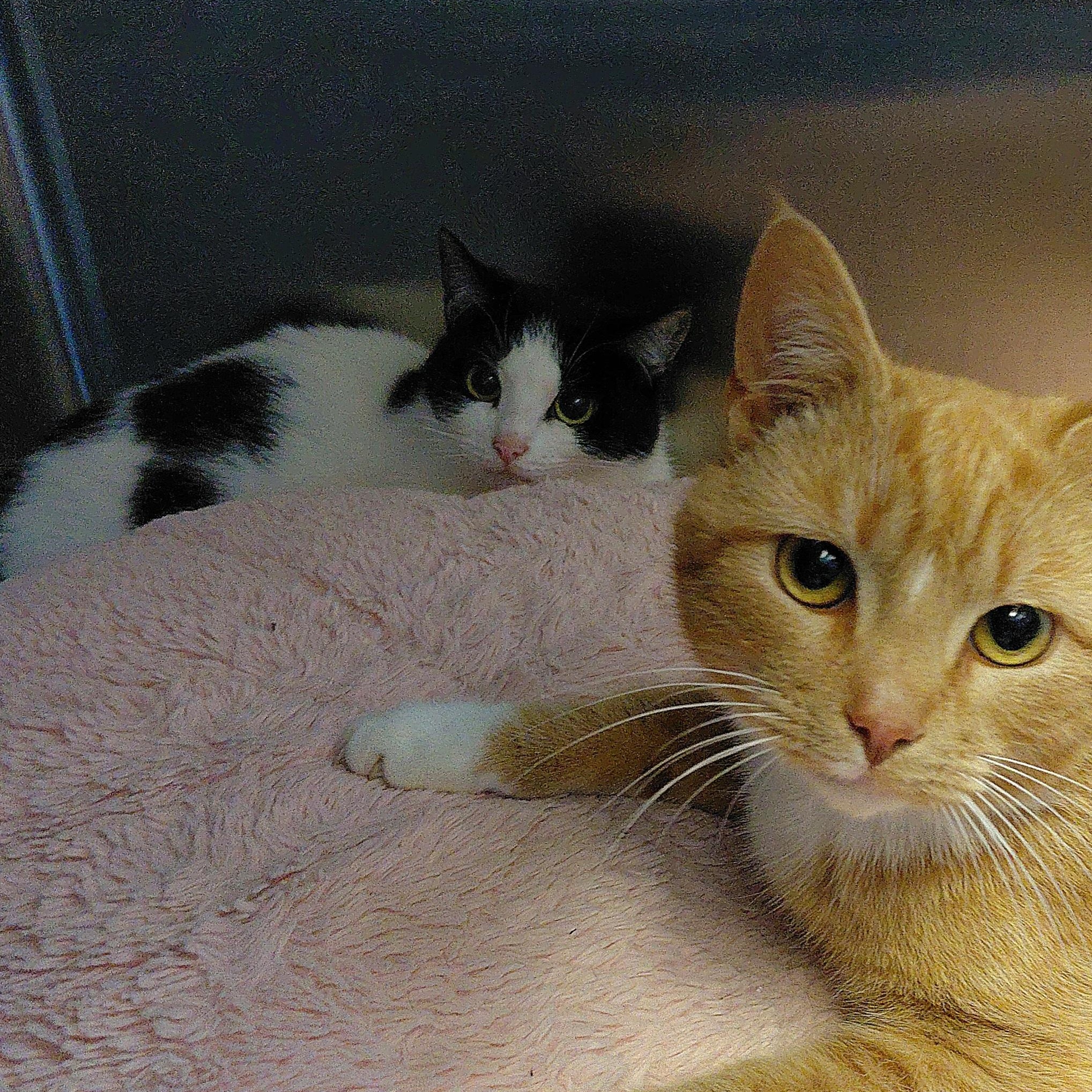 Enlarge Bella, an adopted Domestic Short Hair in Stanley, VA image 2/5