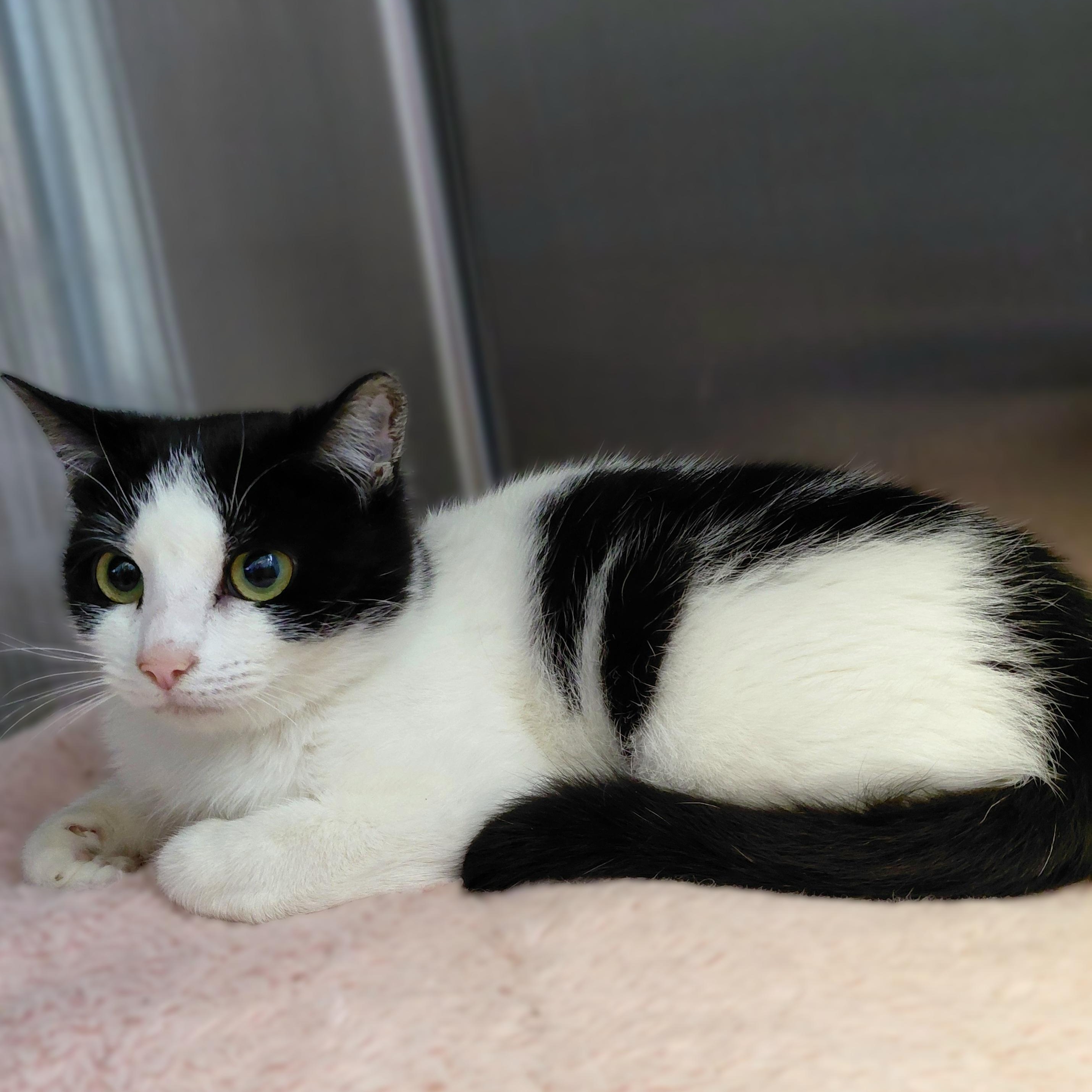 Enlarge Bella, an adopted Domestic Short Hair in Stanley, VA image 4/5