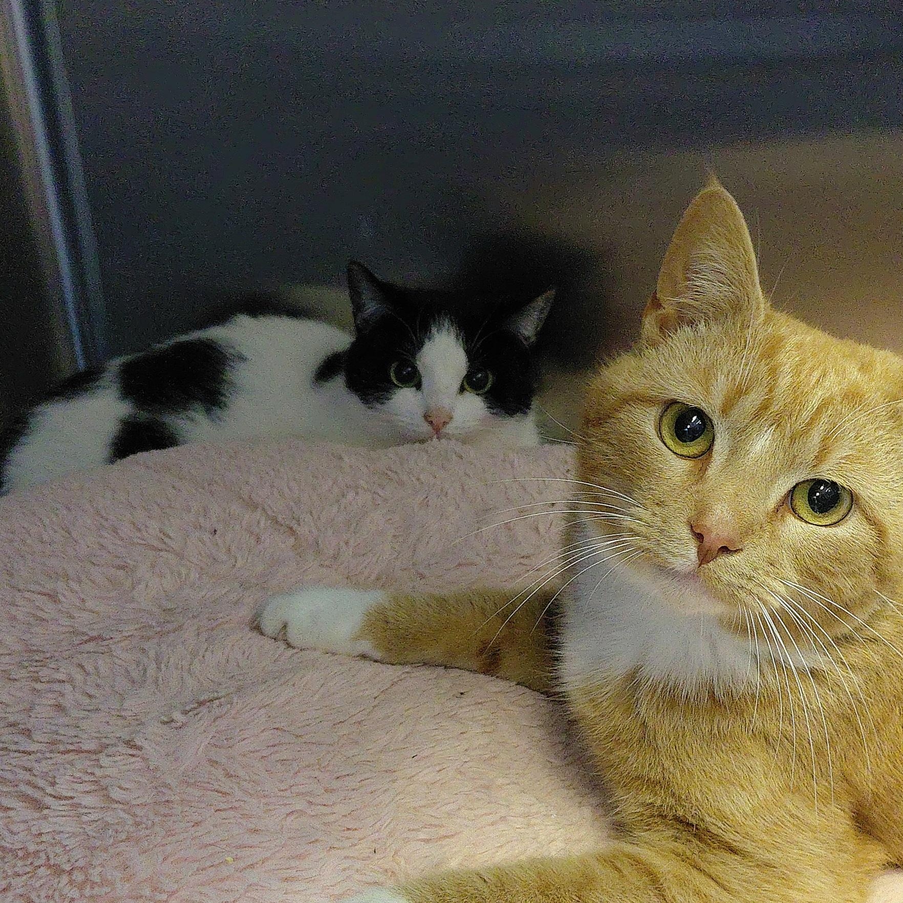 Enlarge Bella, an adopted Domestic Short Hair in Stanley, VA image 5/5