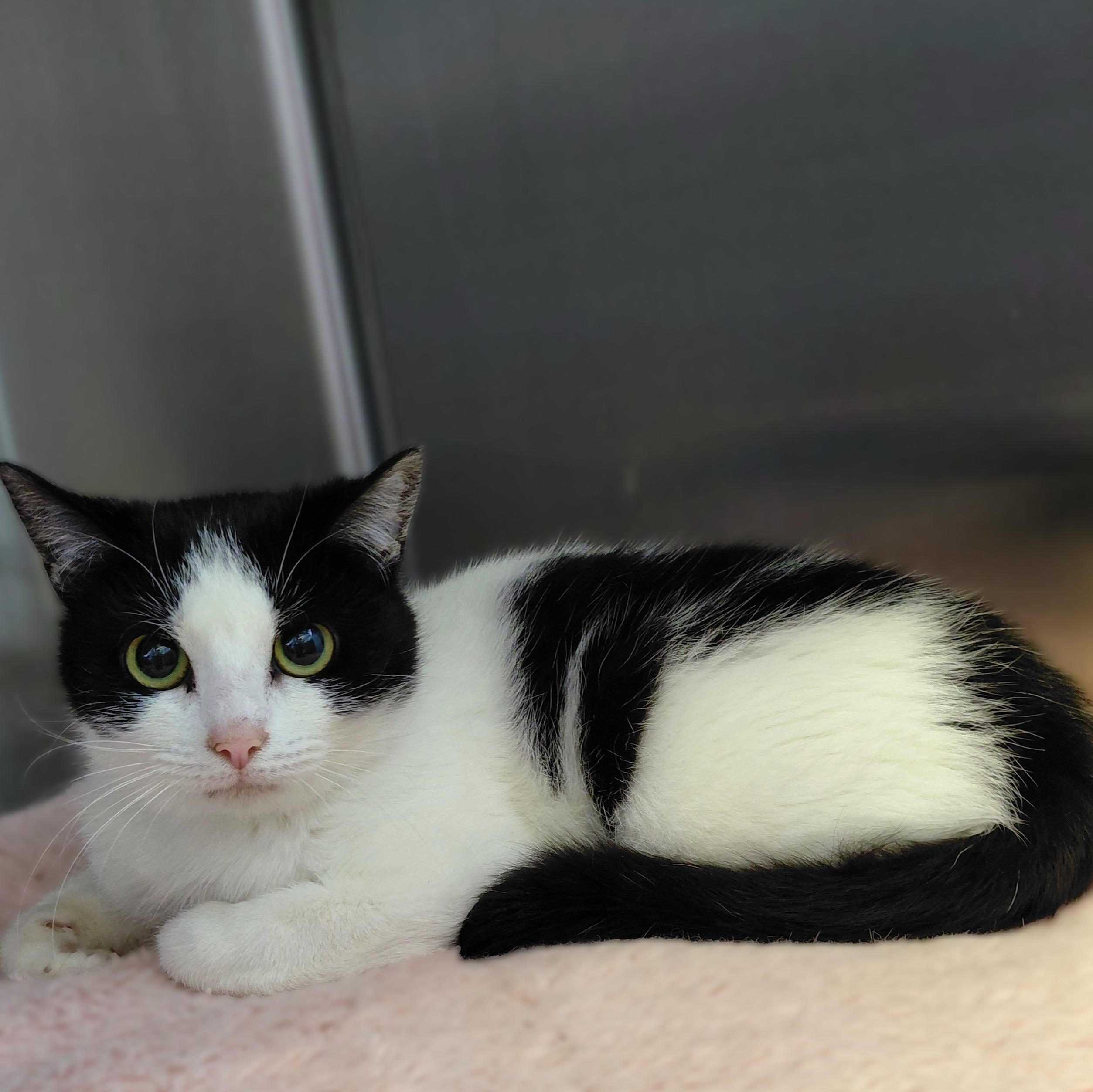 Enlarge Bella, an adopted Domestic Short Hair in Stanley, VA image 3/5