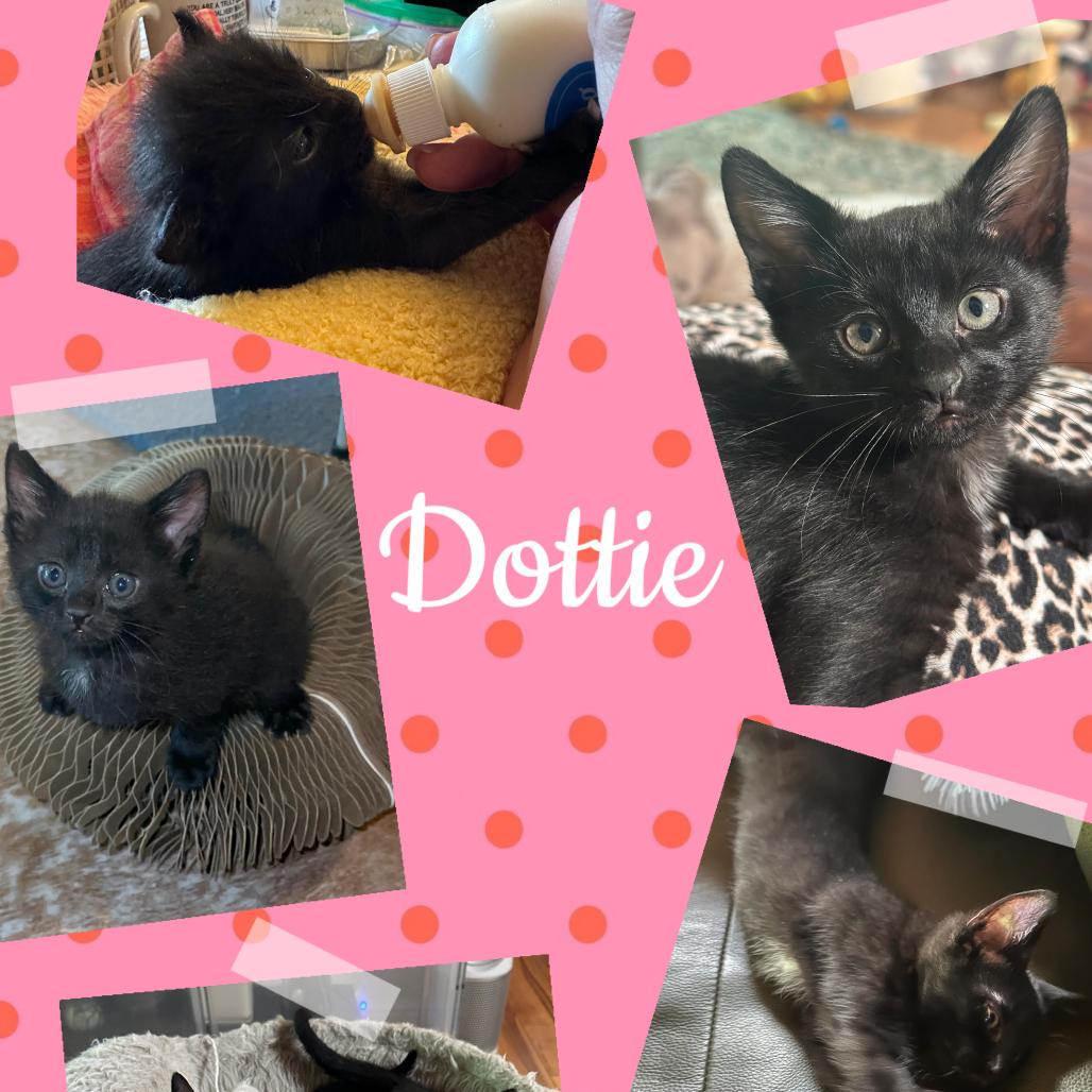 Enlarge Dottie, a Adoptable Domestic Short Hair in Orangevale, CA image 1/1