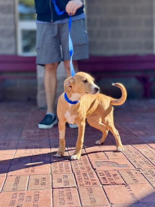 Enlarge Sukihana, a Adoptable mixed breed in Wooster, OH image 1/1