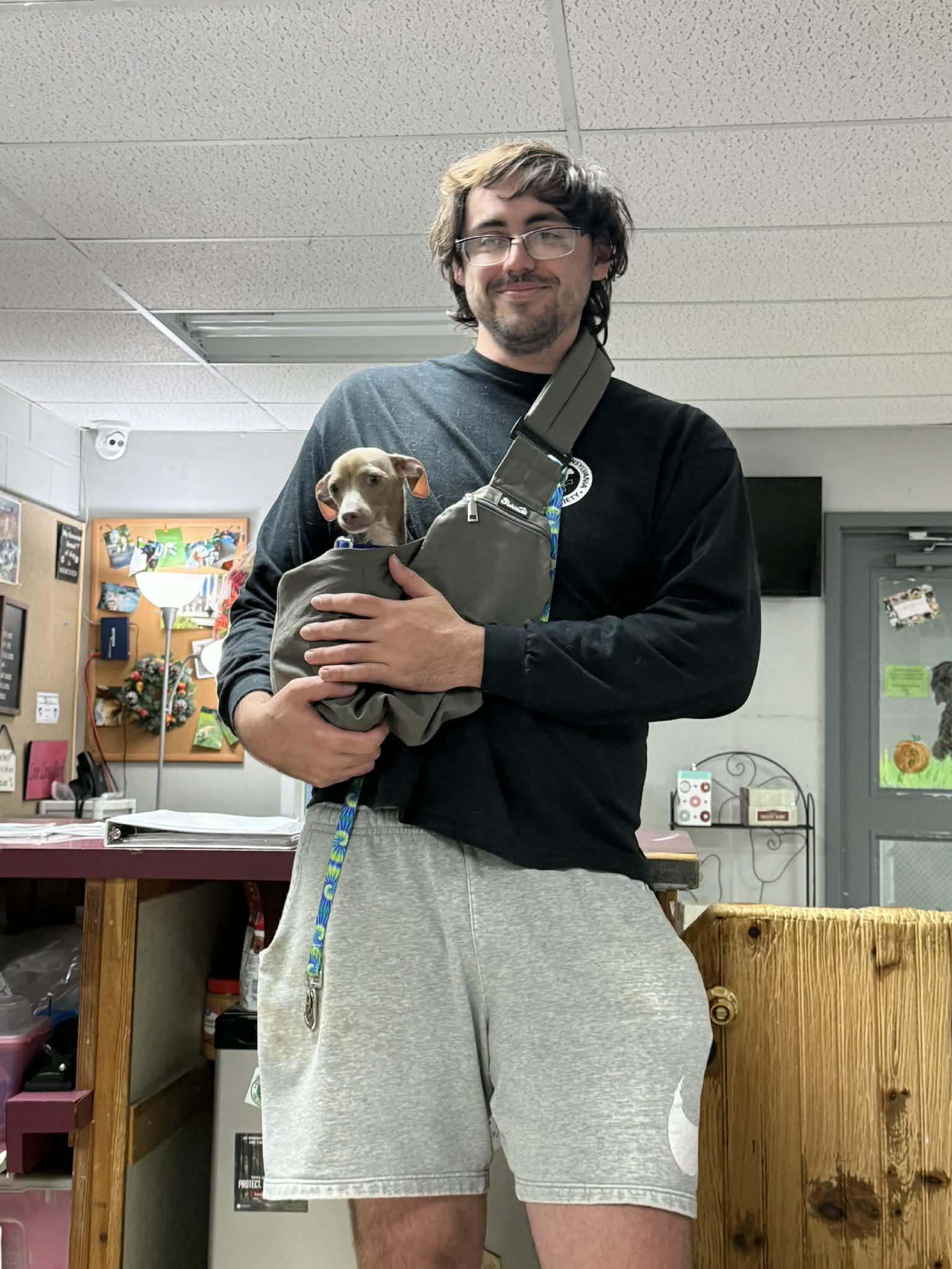 Liam, ADOPTABLE, Young Male Chihuahua.