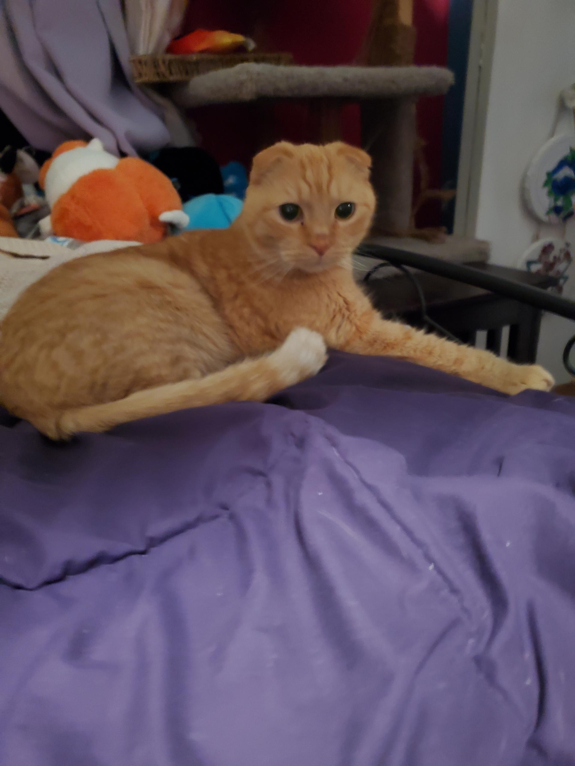 Enlarge Milo, a Adoptable Scottish Fold in Zimmerman, MN image 2/4