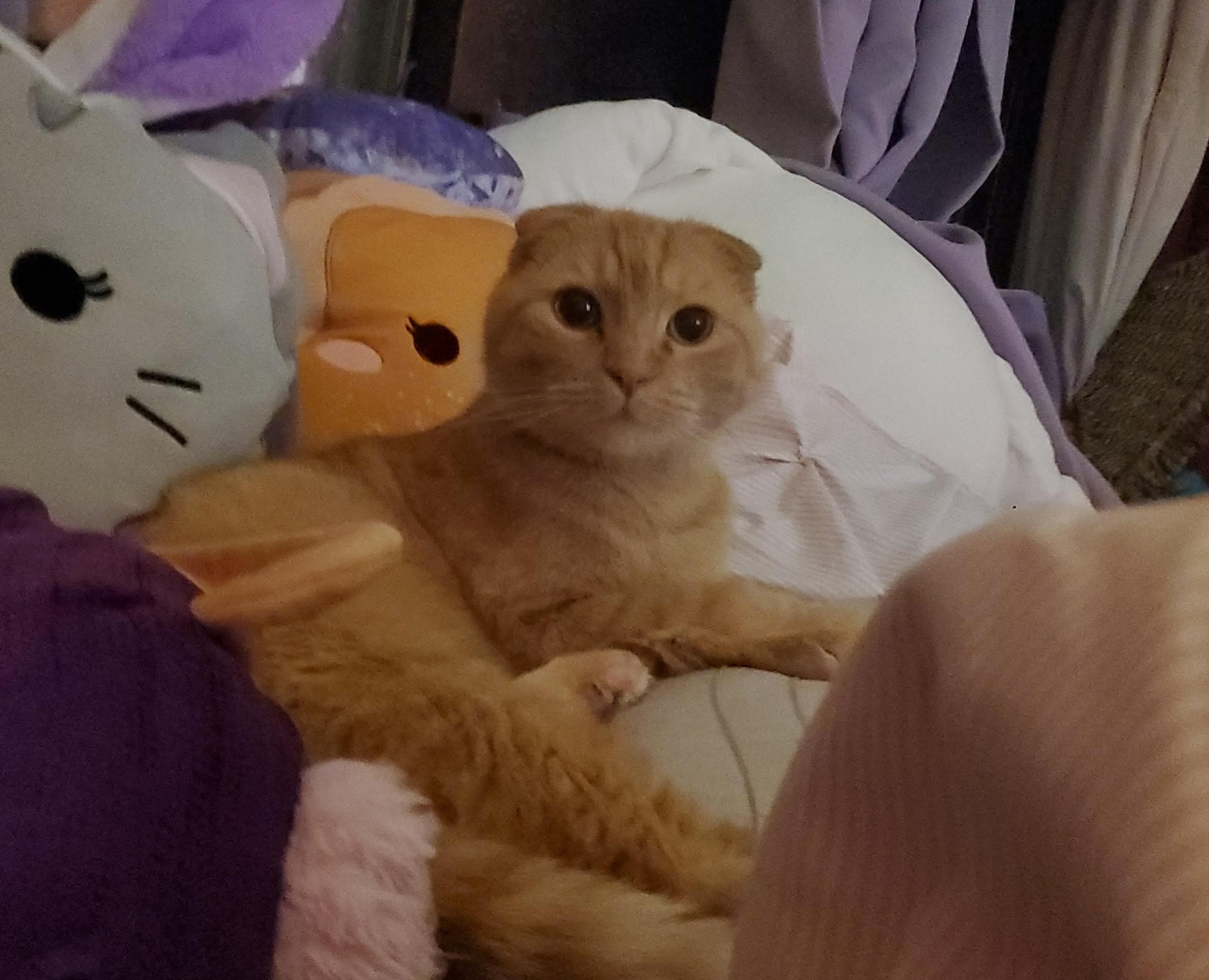 Milo, Adoptable, Senior Male Scottish Fold.