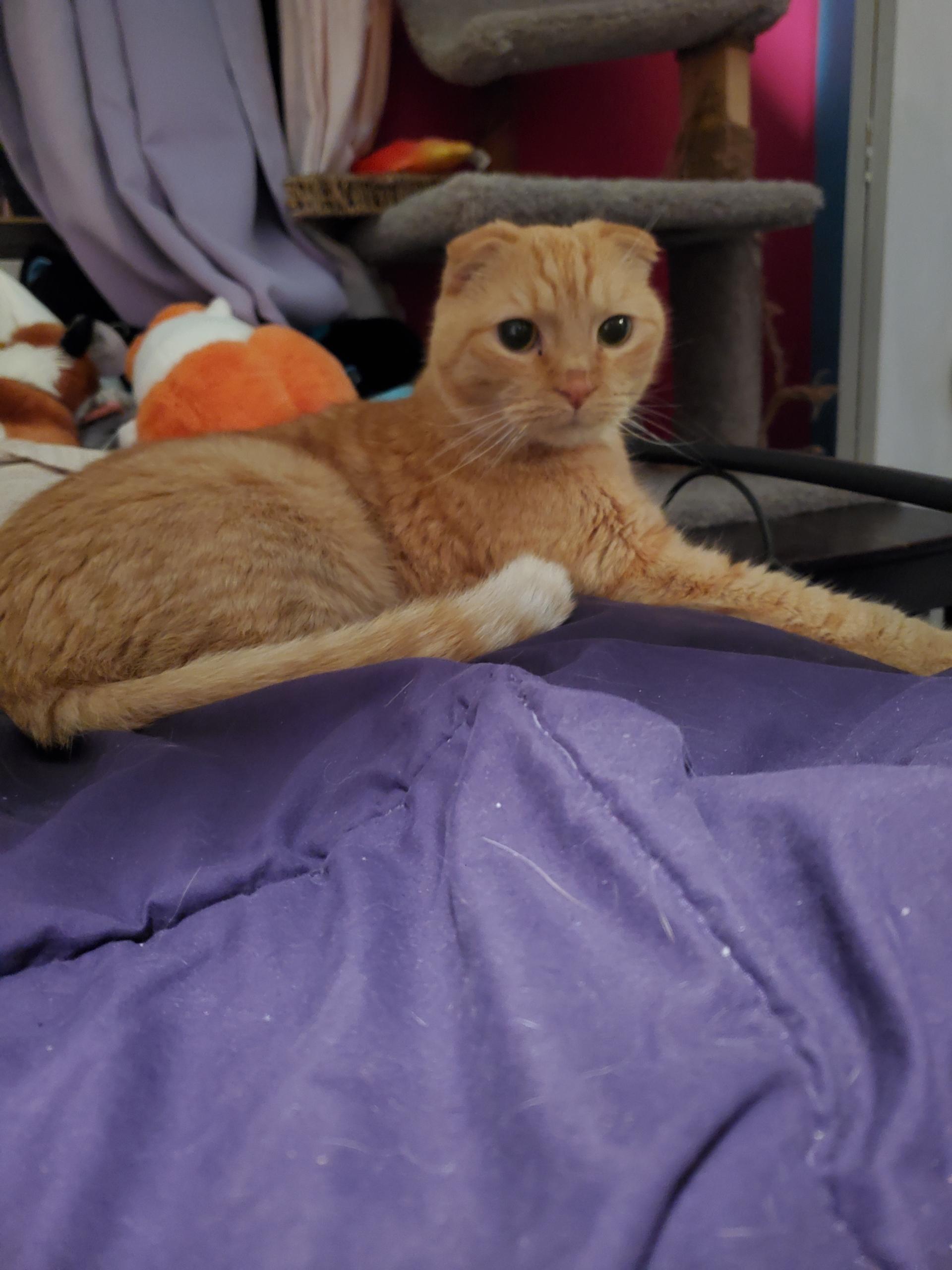 Enlarge Milo, a Adoptable Scottish Fold in Zimmerman, MN image 4/4