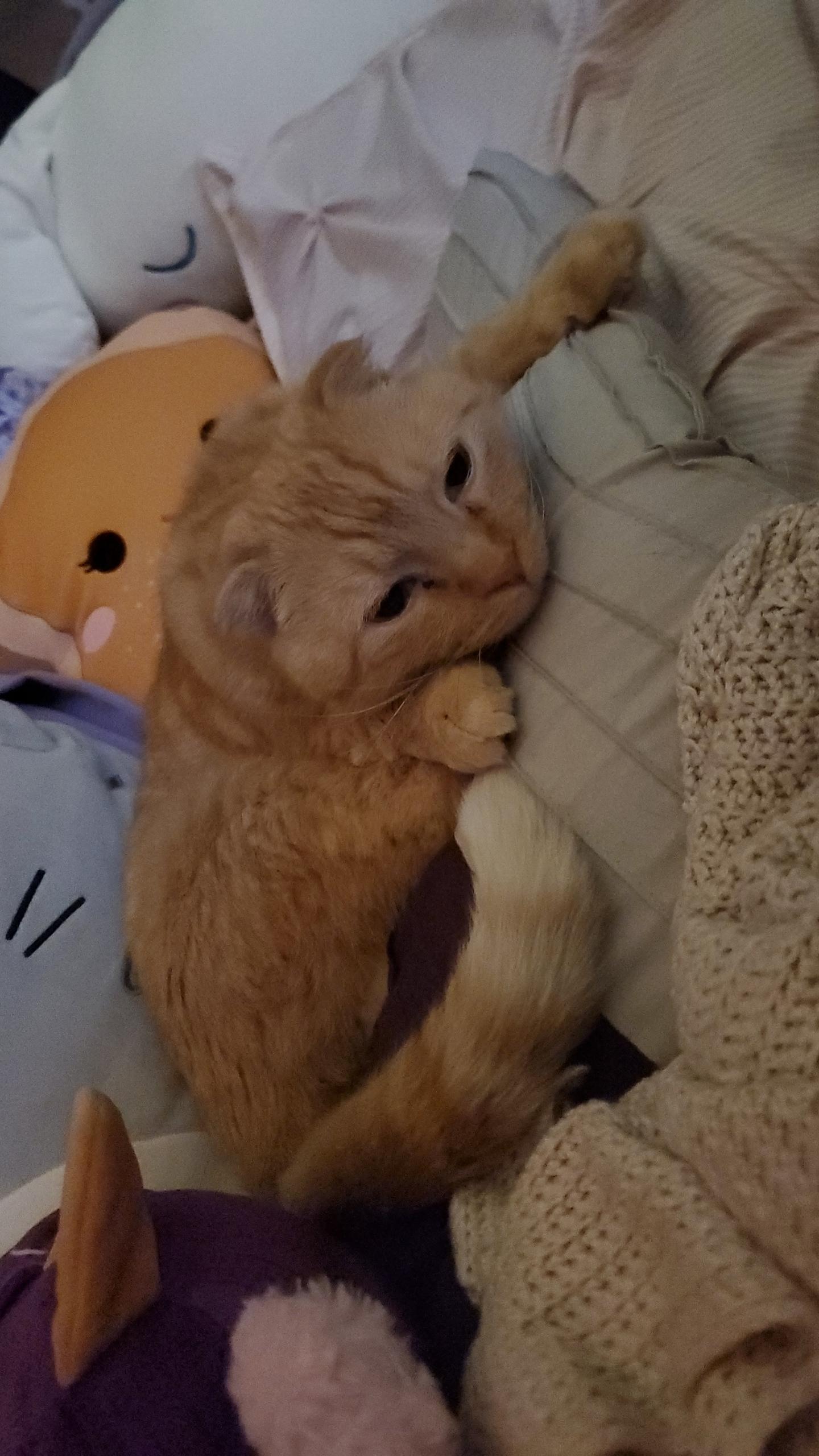 Enlarge Milo, a Adoptable Scottish Fold in Zimmerman, MN image 3/4