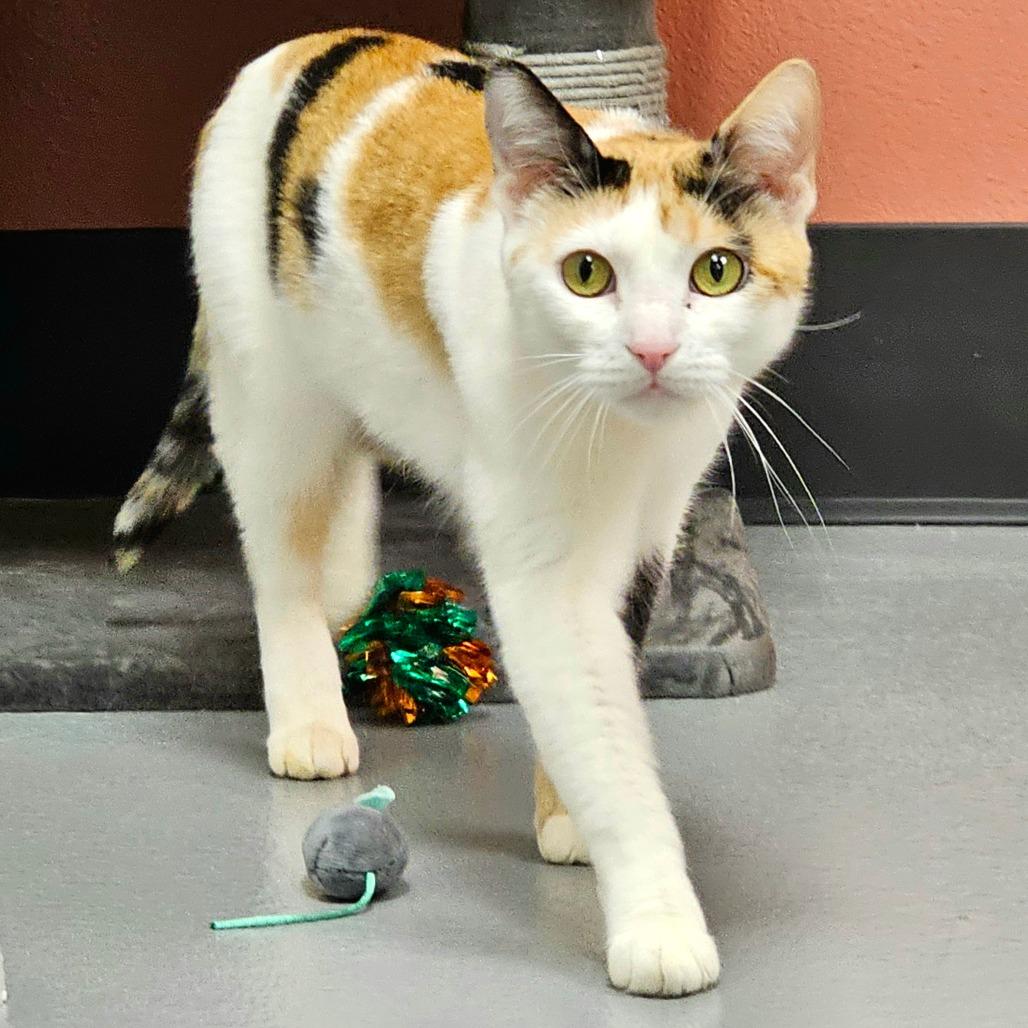 Kitty, ADOPTABLE, Adult Female Domestic Short Hair.