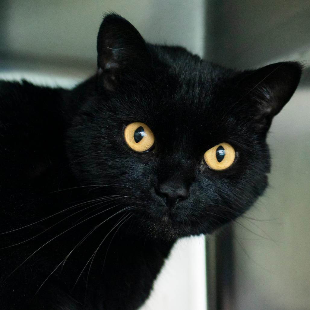 Big Bubba, Adoptable, Adult Male Domestic Short Hair.