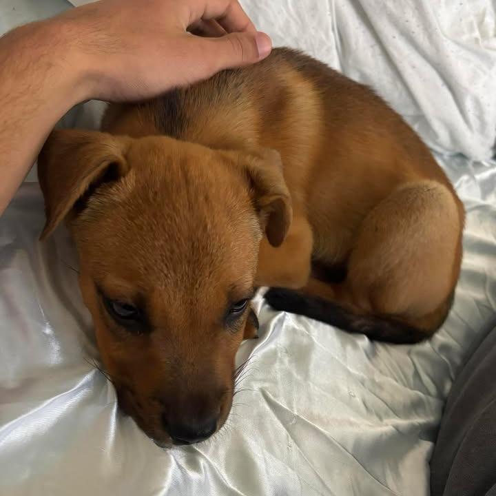 Kodi, Adoptable, Puppy Male Mixed Breed.