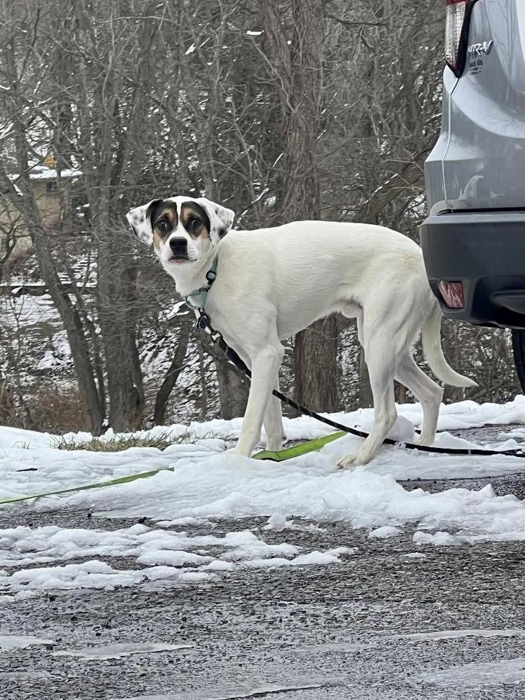 Benji, Adoptable, Young Male Mixed Breed.
