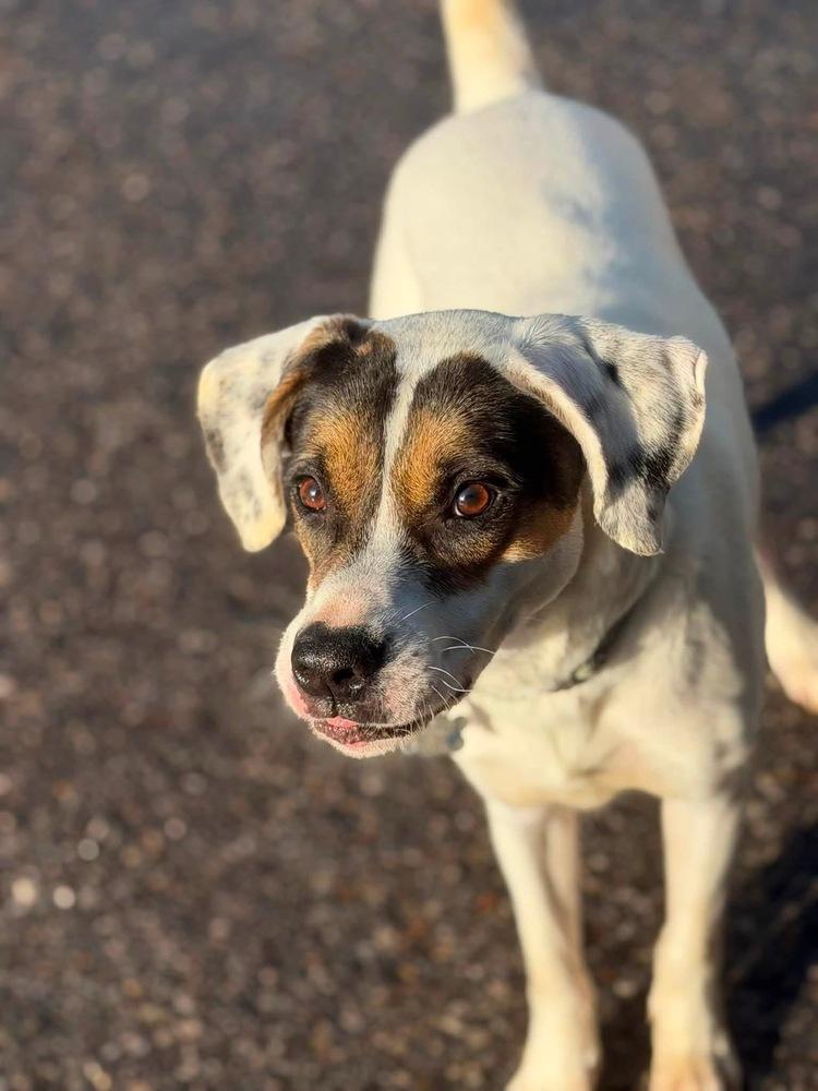 Enlarge Benji, a Adoptable mixed breed in Springdale, PA image 1/6