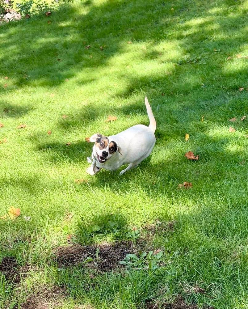 Benji, Adoptable, Young Male Mixed Breed.