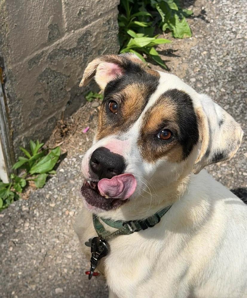 Benji, a Adoptable mixed breed in Springdale, PA image 2/6