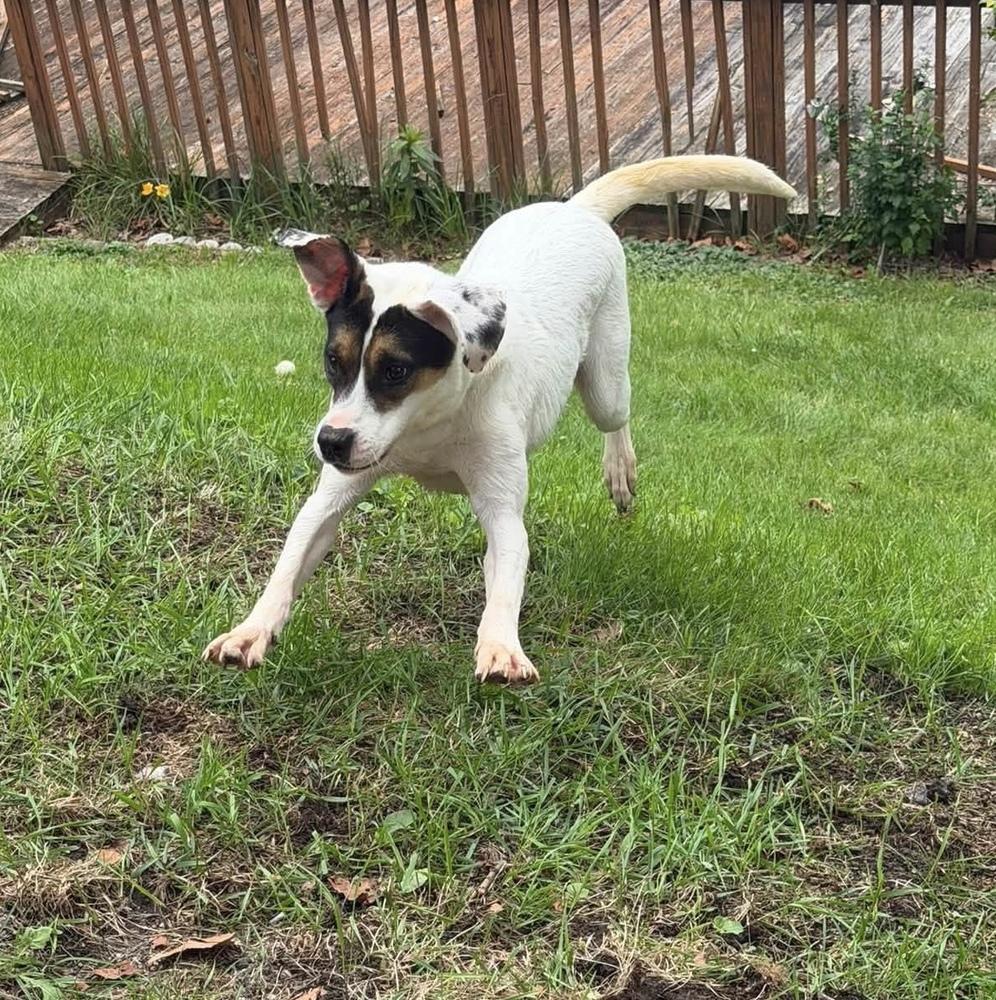 Benji, a Adoptable mixed breed in Springdale, PA image 4/6