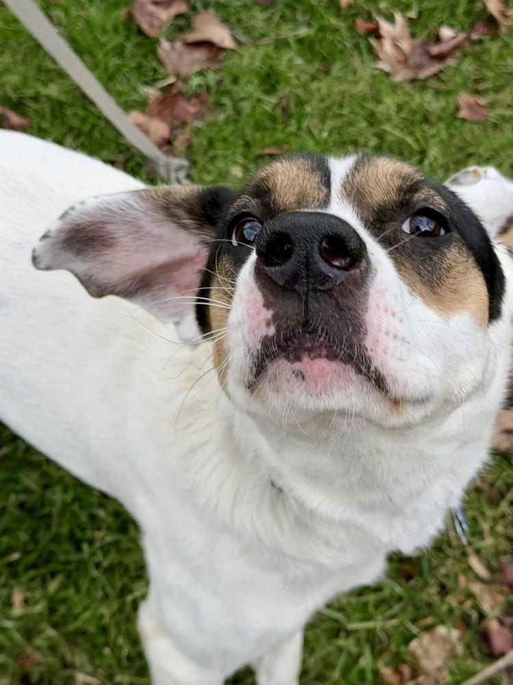 Enlarge Benji, a Adoptable mixed breed in Springdale, PA image 2/6