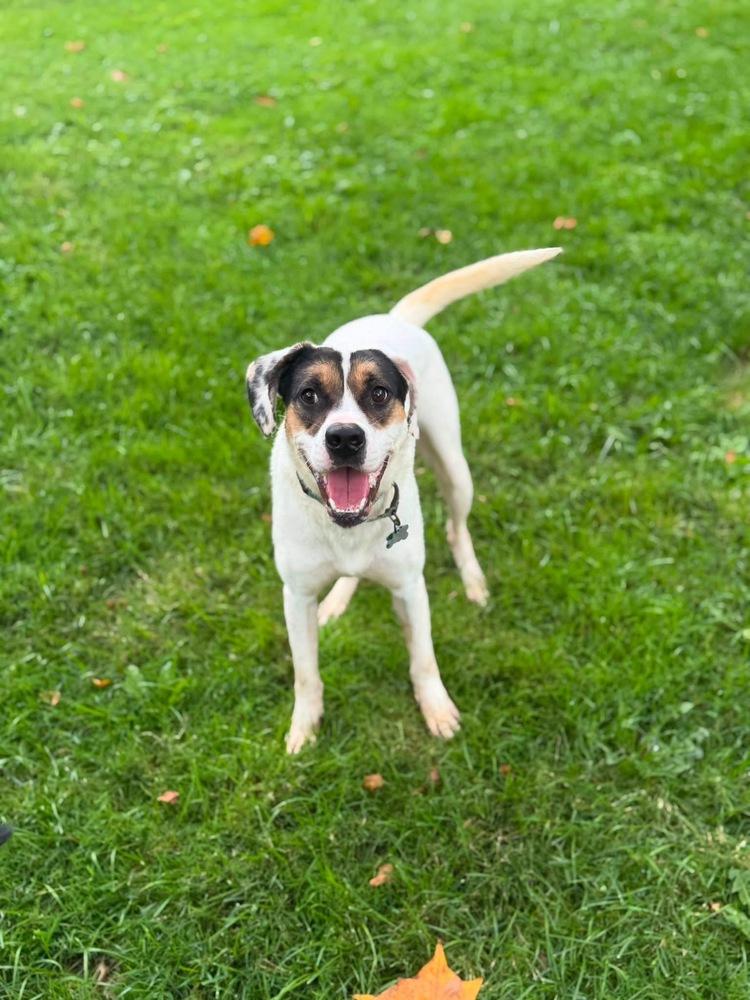 Benji, a Adoptable mixed breed in Springdale, PA image 6/6