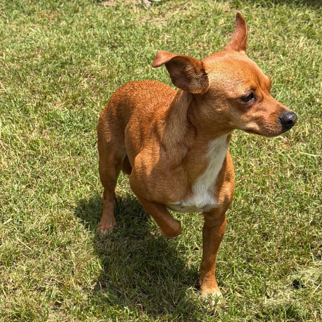 Miracle, Adoptable, Adult Female Chihuahua & Mixed Breed.