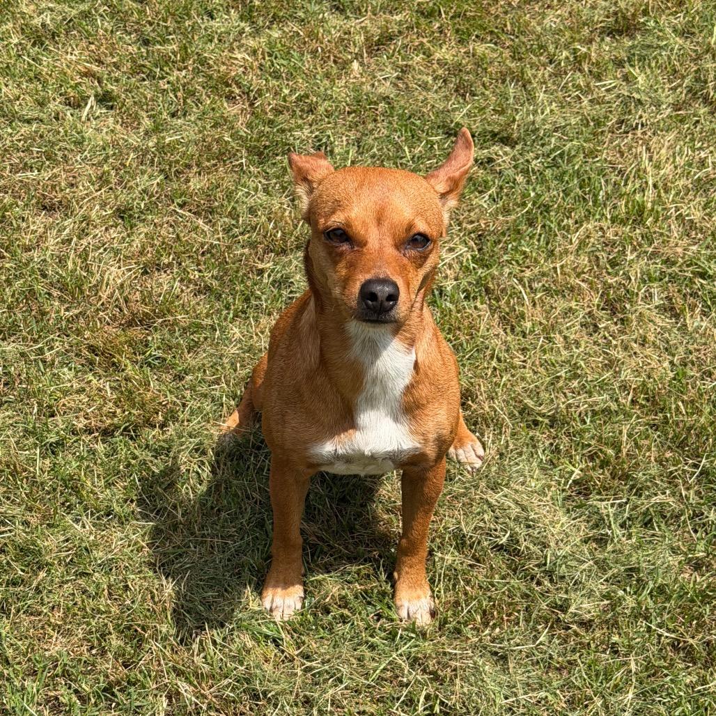 Enlarge Miracle, a Adoptable mixed breed in Denison, TX image 2/2