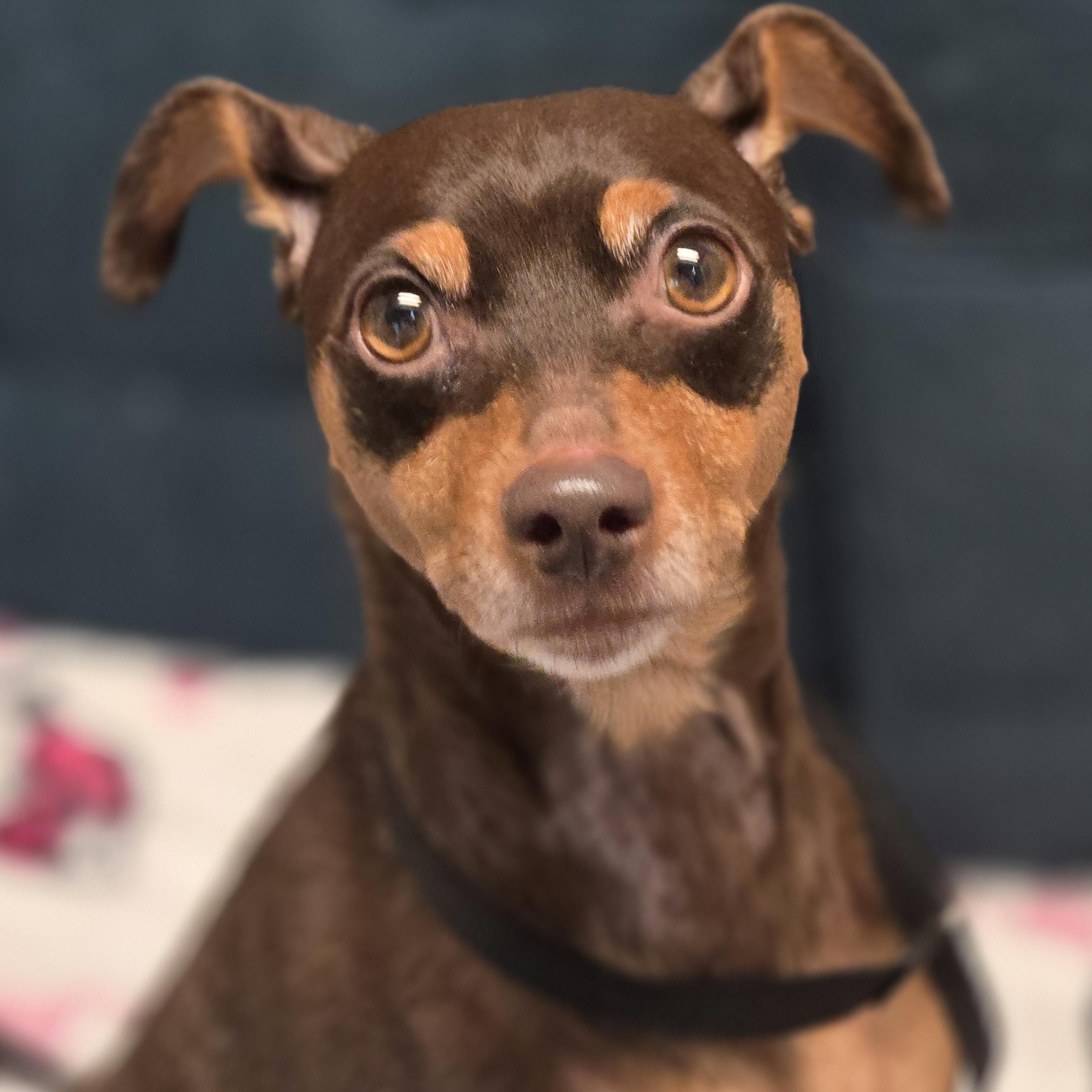 Enlarge Bambi, a ADOPTABLE mixed breed in Normal, IL image 3/6
