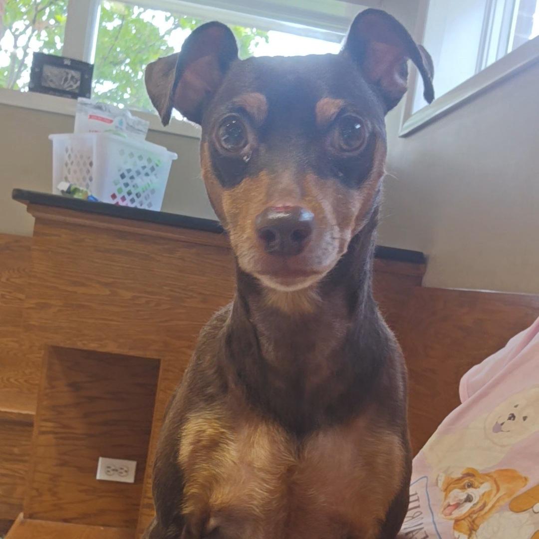 Enlarge Bambi, a ADOPTABLE mixed breed in Normal, IL image 5/6