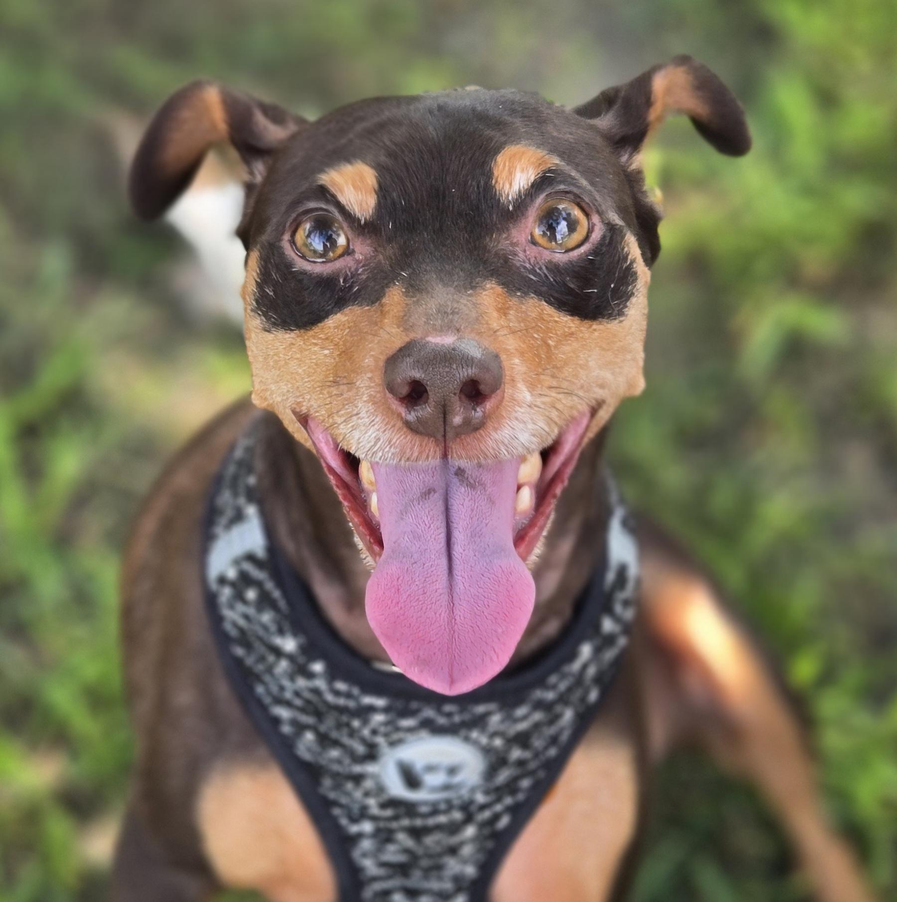 Enlarge Bambi, a ADOPTABLE mixed breed in Normal, IL image 2/6