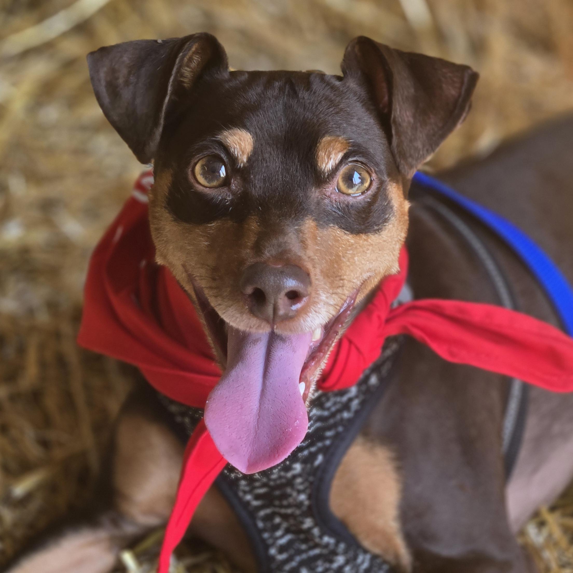 Bambi, ADOPTABLE, Adult Female Miniature Pinscher.