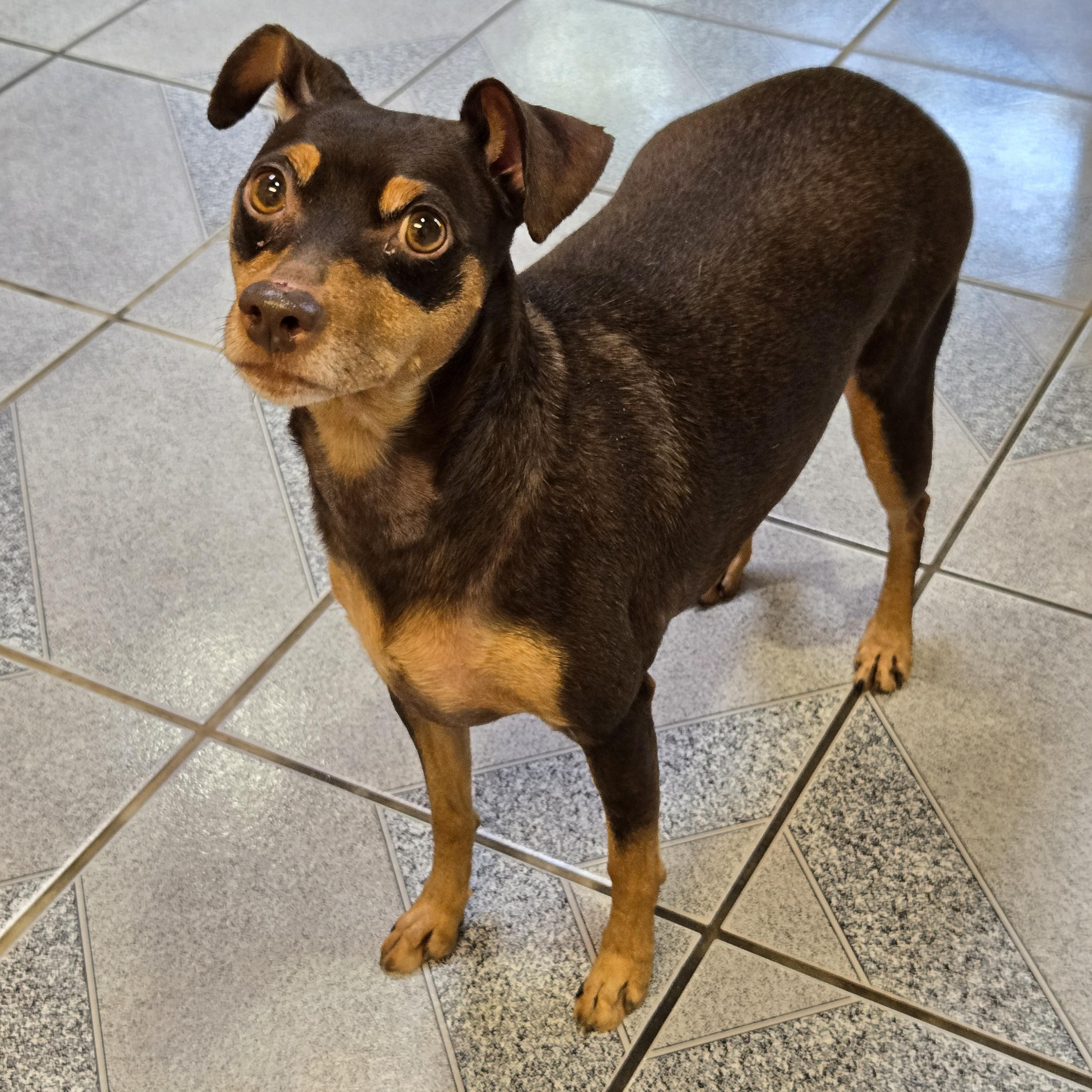 Enlarge Bambi, a ADOPTABLE mixed breed in Normal, IL image 4/6