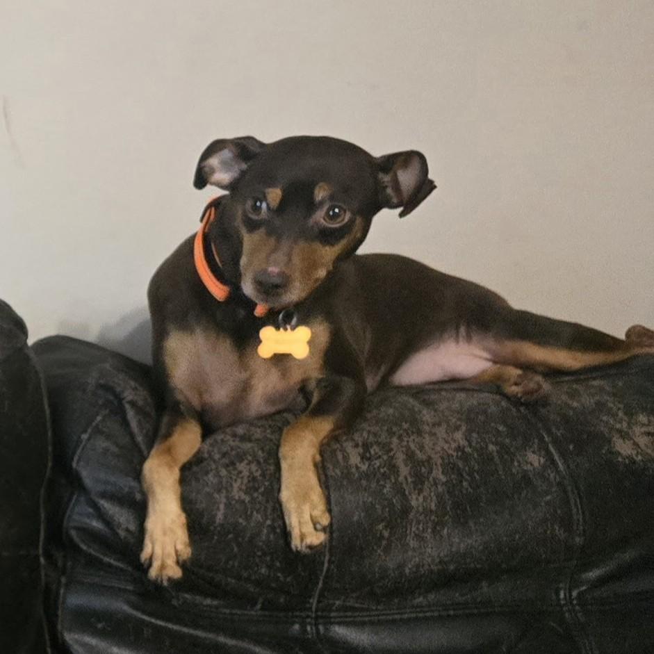 Enlarge Bambi, a ADOPTABLE mixed breed in Normal, IL image 6/6