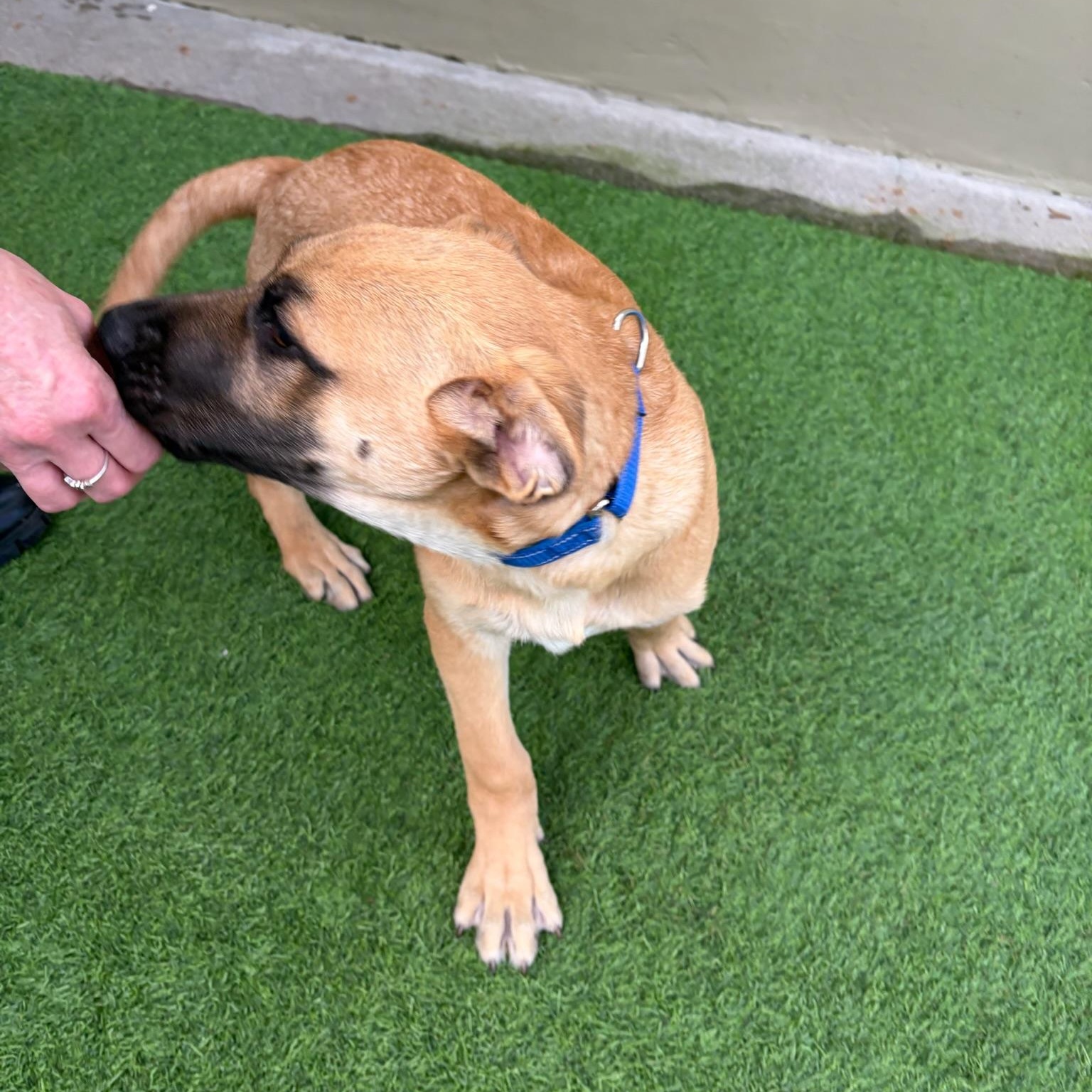 Blackjack, a ADOPTABLE mixed breed in Grass Valley, CA image 3/4