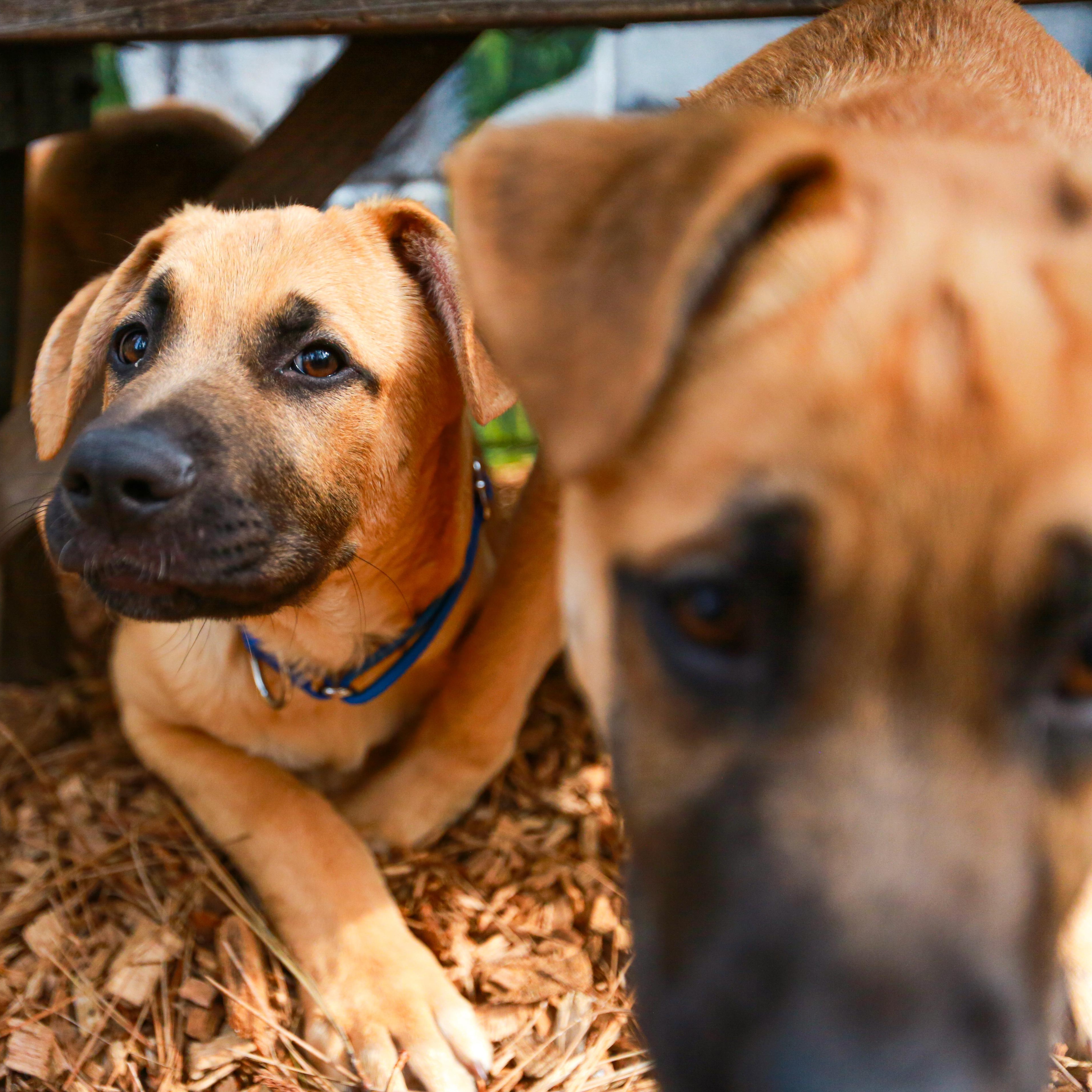 Blackjack, an adopted mixed breed in Grass Valley, CA image 6/6