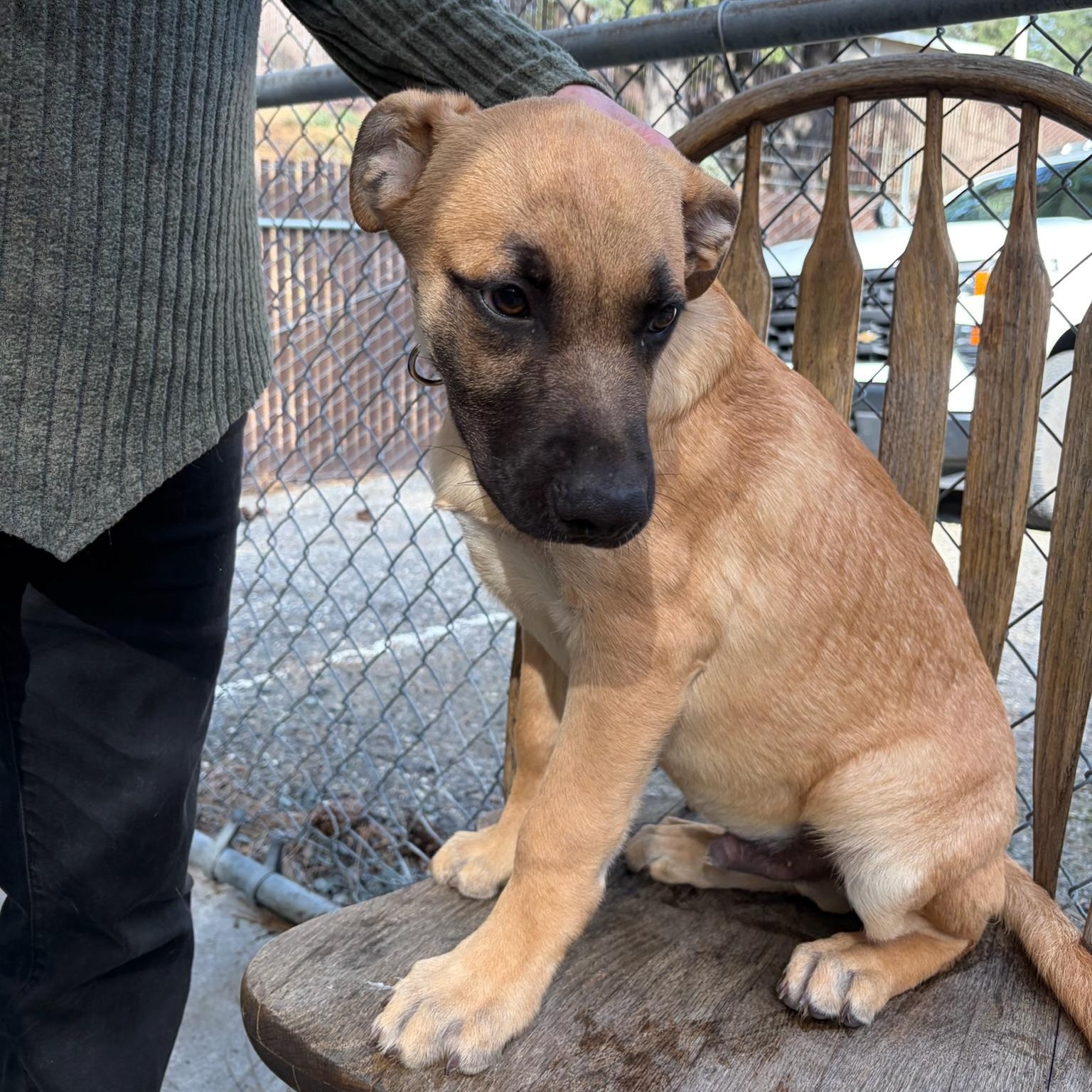 Blackjack, ADOPTABLE, Puppy Male Shepherd & Anatolian Shepherd.
