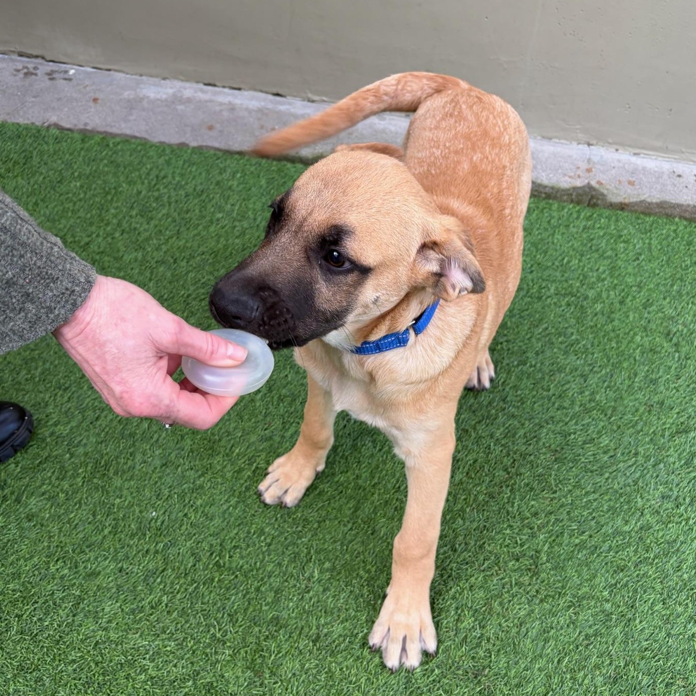 Blackjack, a ADOPTABLE mixed breed in Grass Valley, CA image 4/4