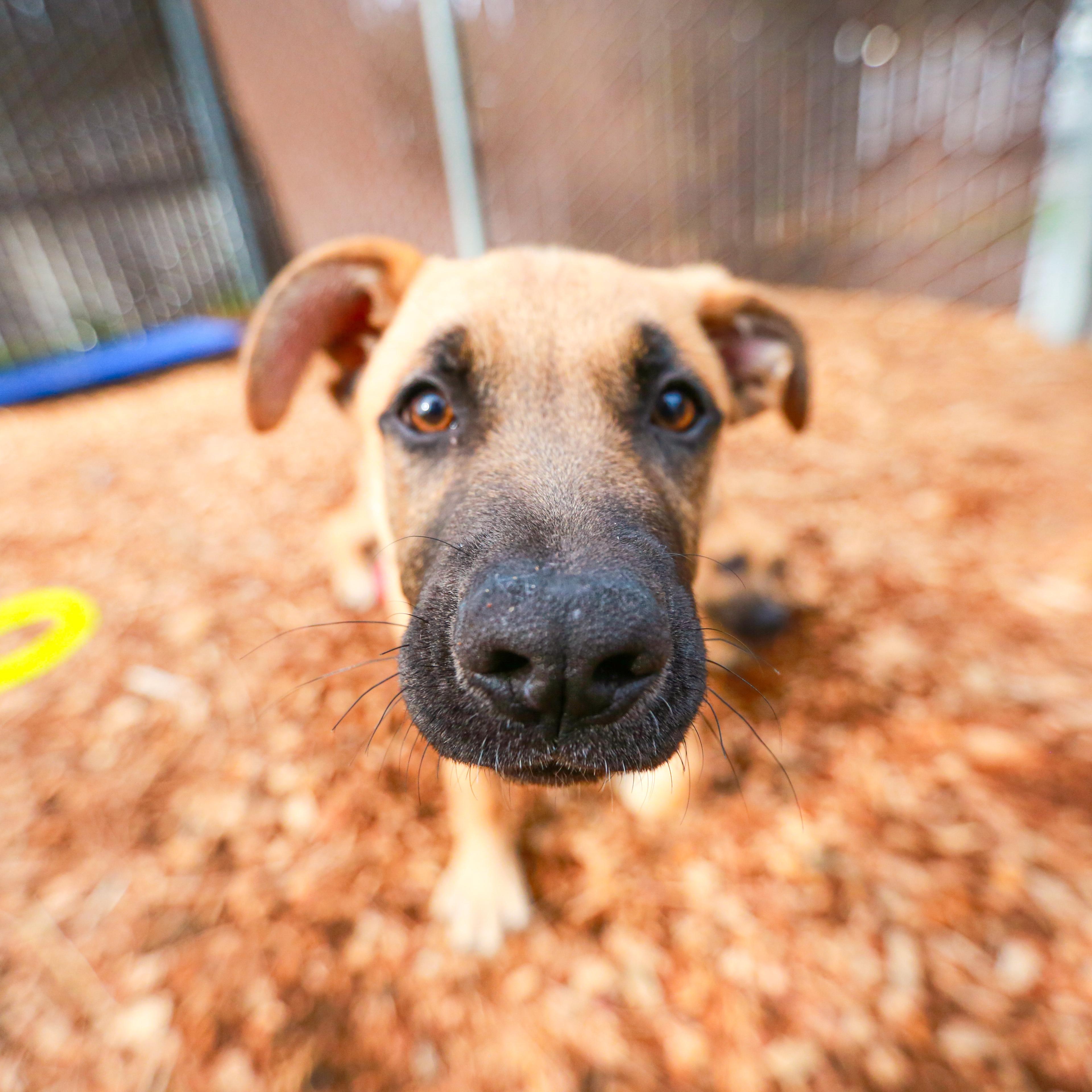 Blackjack, ADOPTABLE, Puppy Male Shepherd & Anatolian Shepherd.