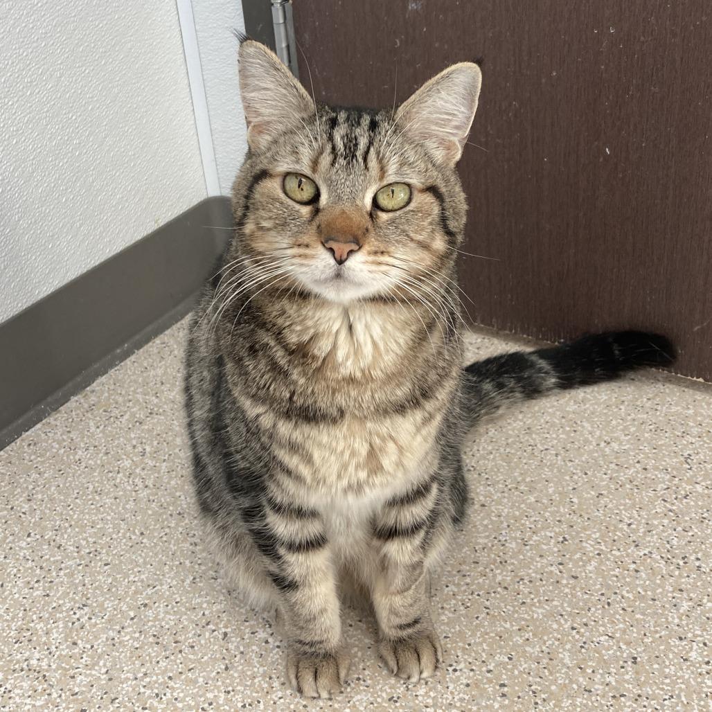 Enlarge Mick, a Adoptable mixed breed in St. Helena, CA image 1/6