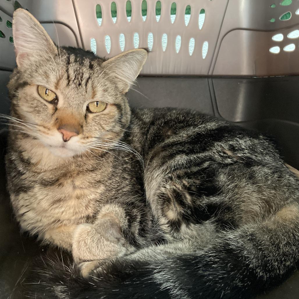 Enlarge Mick, a Adoptable mixed breed in St. Helena, CA image 2/6