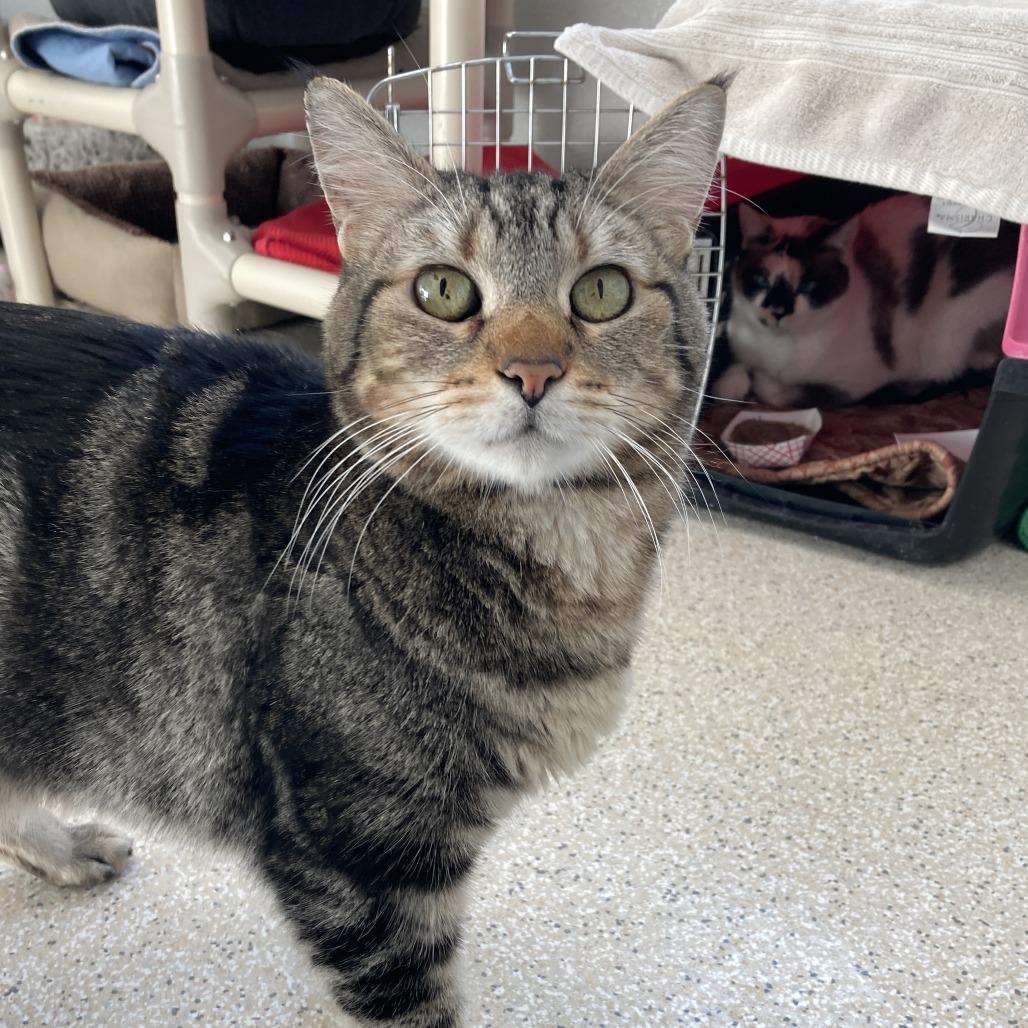 Enlarge Mick, a Adoptable mixed breed in St. Helena, CA image 3/6