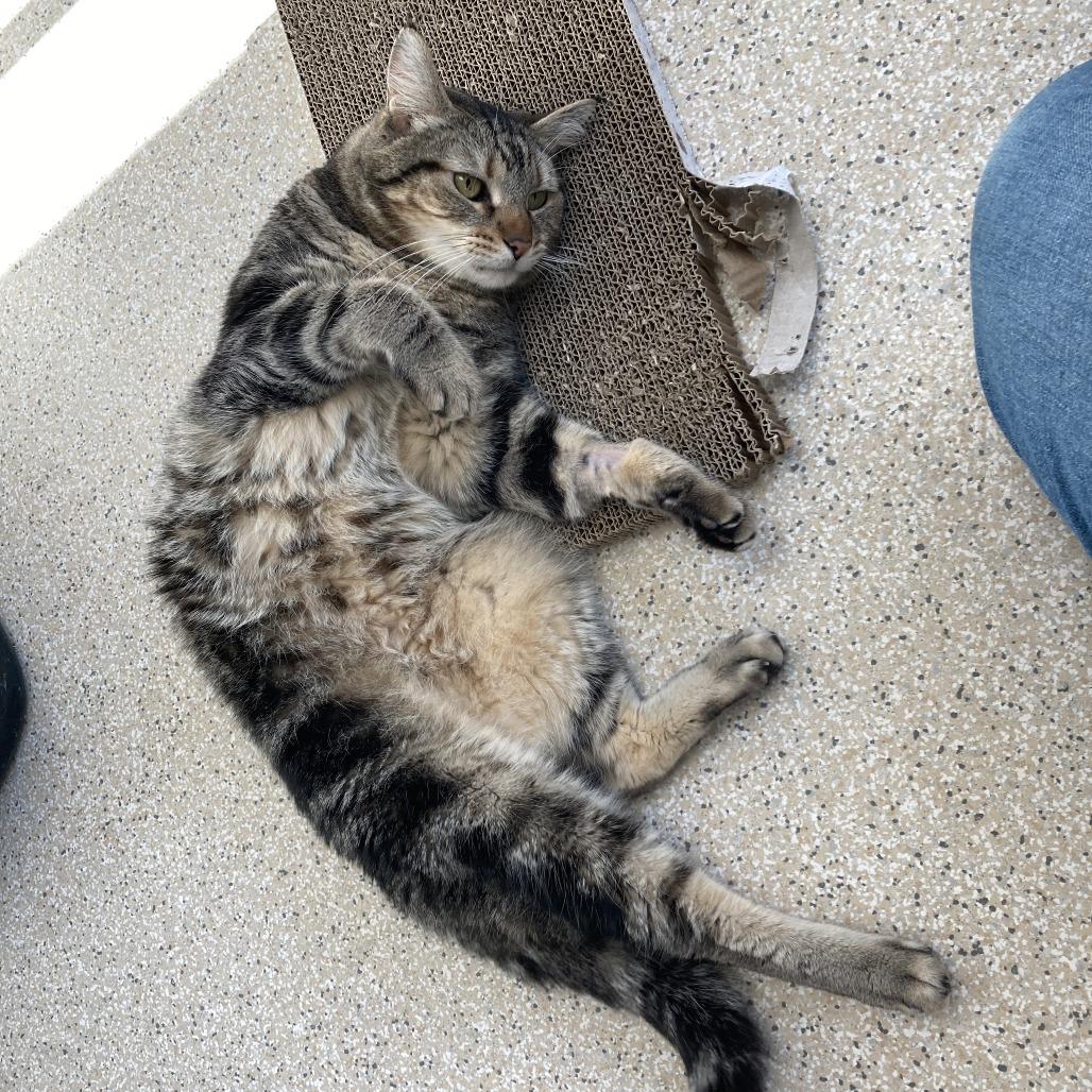 Enlarge Mick, a Adoptable mixed breed in St. Helena, CA image 5/6