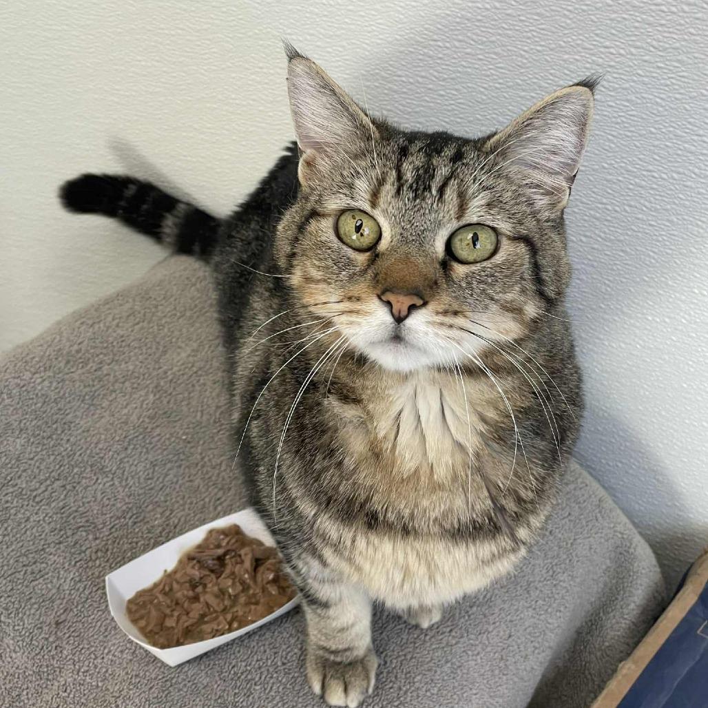 Enlarge Mick, a Adoptable mixed breed in St. Helena, CA image 6/6