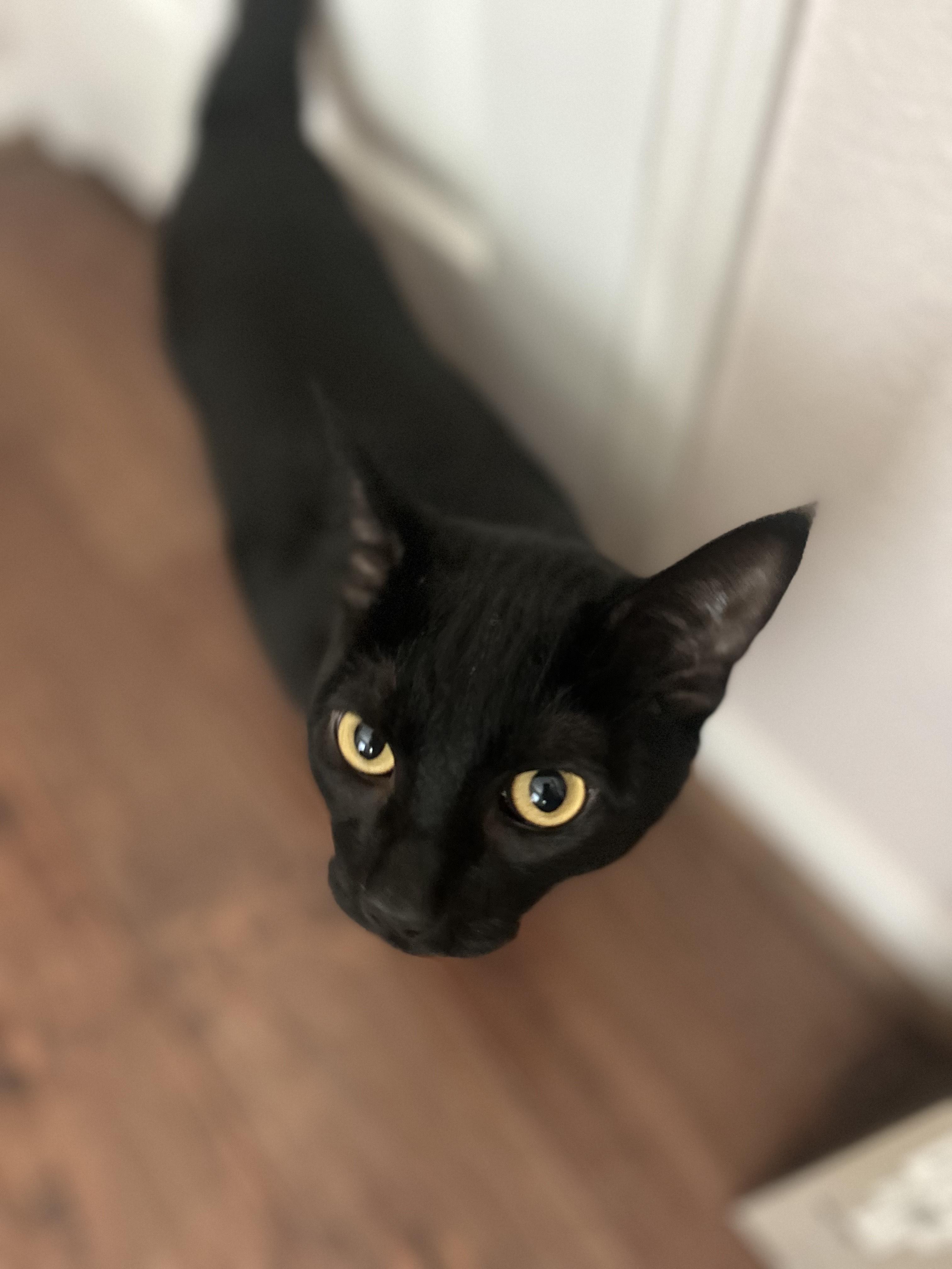 Blacky, Adoptable, Adult Male American Shorthair.